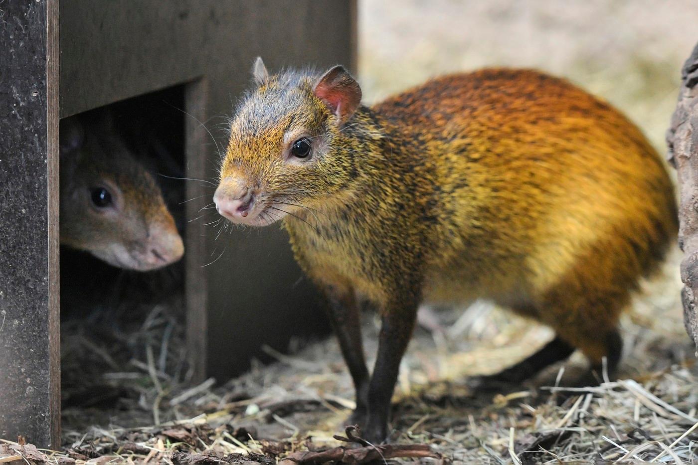 Jihoamerický hlodavec aguti černohřbetý, 14. února 2025, Plzeň. Nově přivezená samice vzácného plachého jihoamerického hlodavce aguti černohřbetého se seznamuje domácím samcem. Jihoamerický hlodavec aguti černohřbetý, 14. února 2025, Plzeň. Nově přivezená samice vzácného plachého jihoamerického hlodavce aguti černohřbetého se seznamuje domácím samcem.