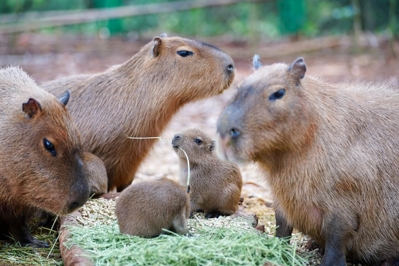 Kapybary v yunnanské ZOO Kapybary v yunnanské ZOO