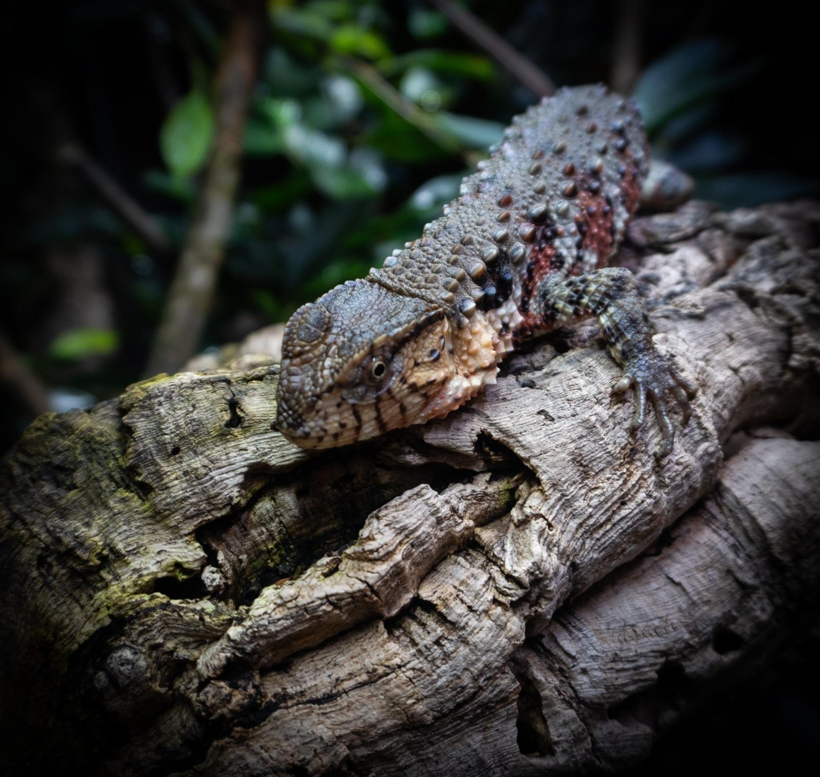 Liberecká zoologická zahrada začala s chovem kriticky ohroženého vietnamského poddruhu krokodýlovce čínského.