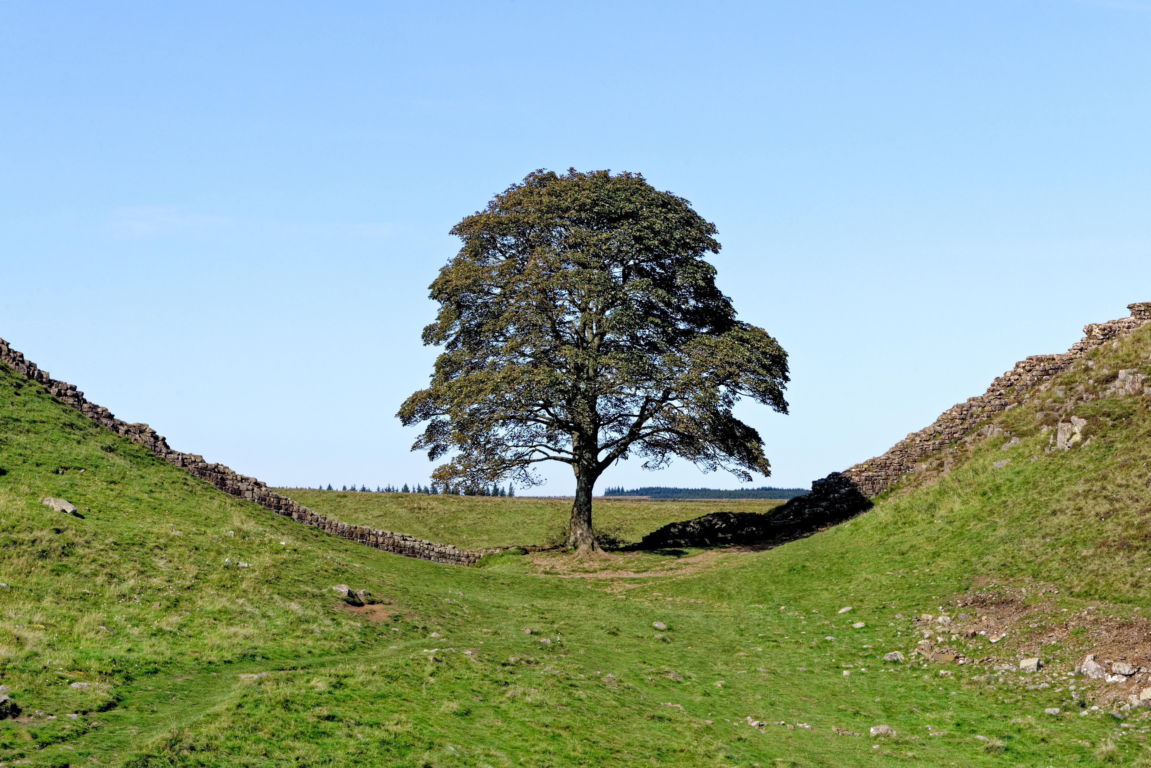 Legendární javor Sycamore Gap Tree Legendární javor Sycamore Gap Tree