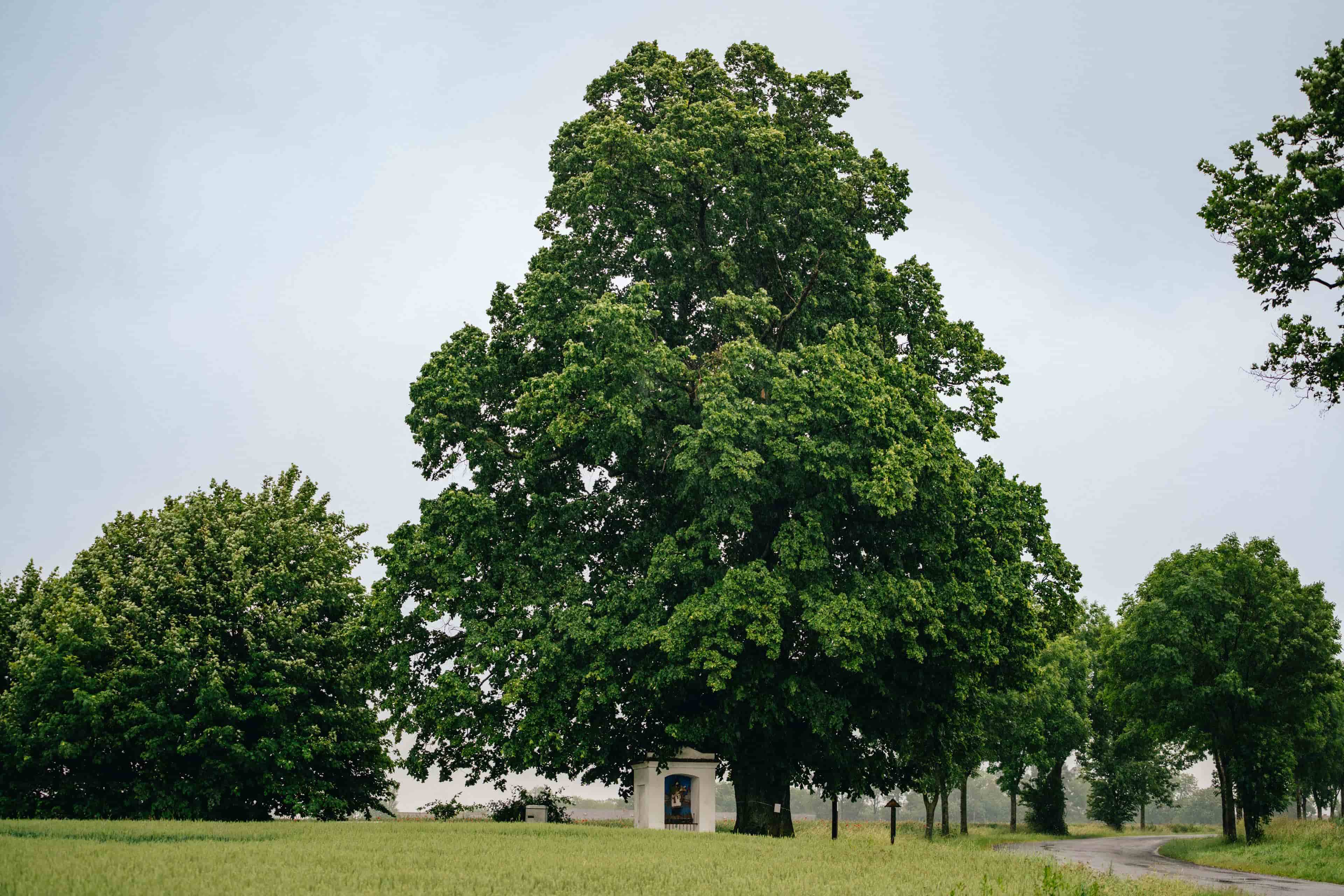 Lípa na Kněžství / Pardubický kraj