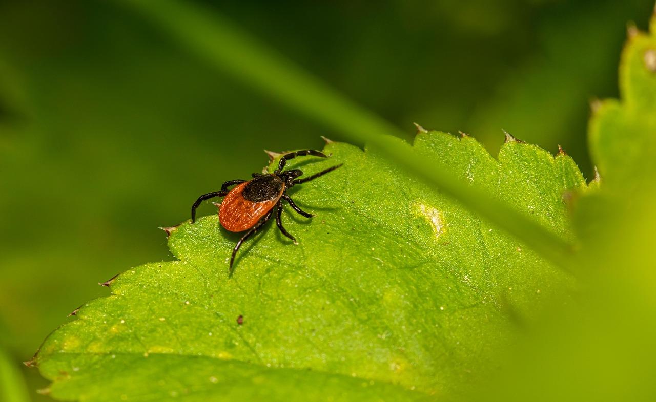 ilustrační obrázek