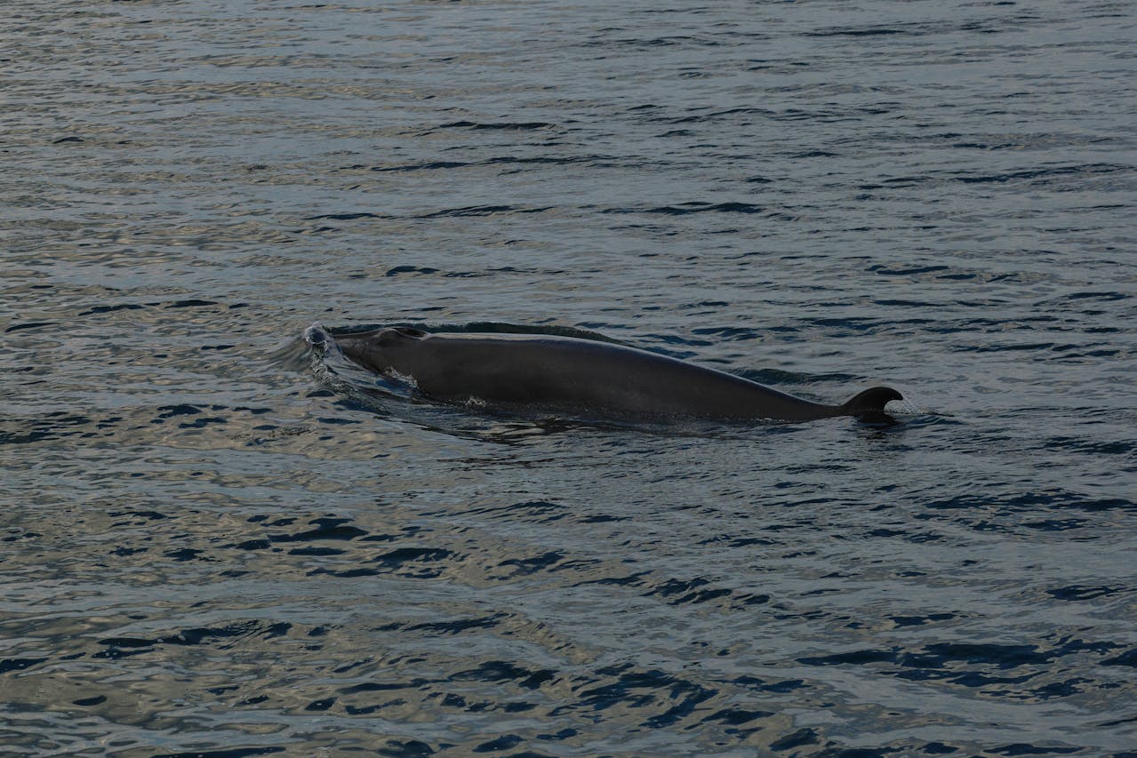 ilustrační obrázek