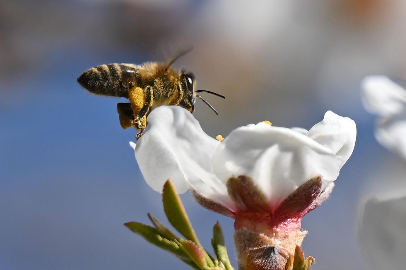 Naše domácí včela má už v přírodě příbuznou - ilustrační foto