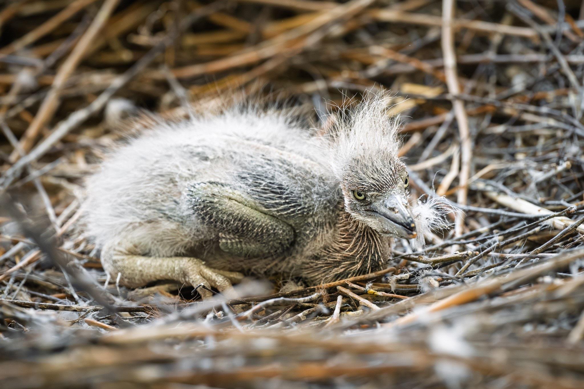 V Safari Parku Dvůr Králové se poprvé v historii vylíhlo mládě volavky obrovské. Za poslední rok se v zoo na světě vylíhlo jen mládě ve Francii.