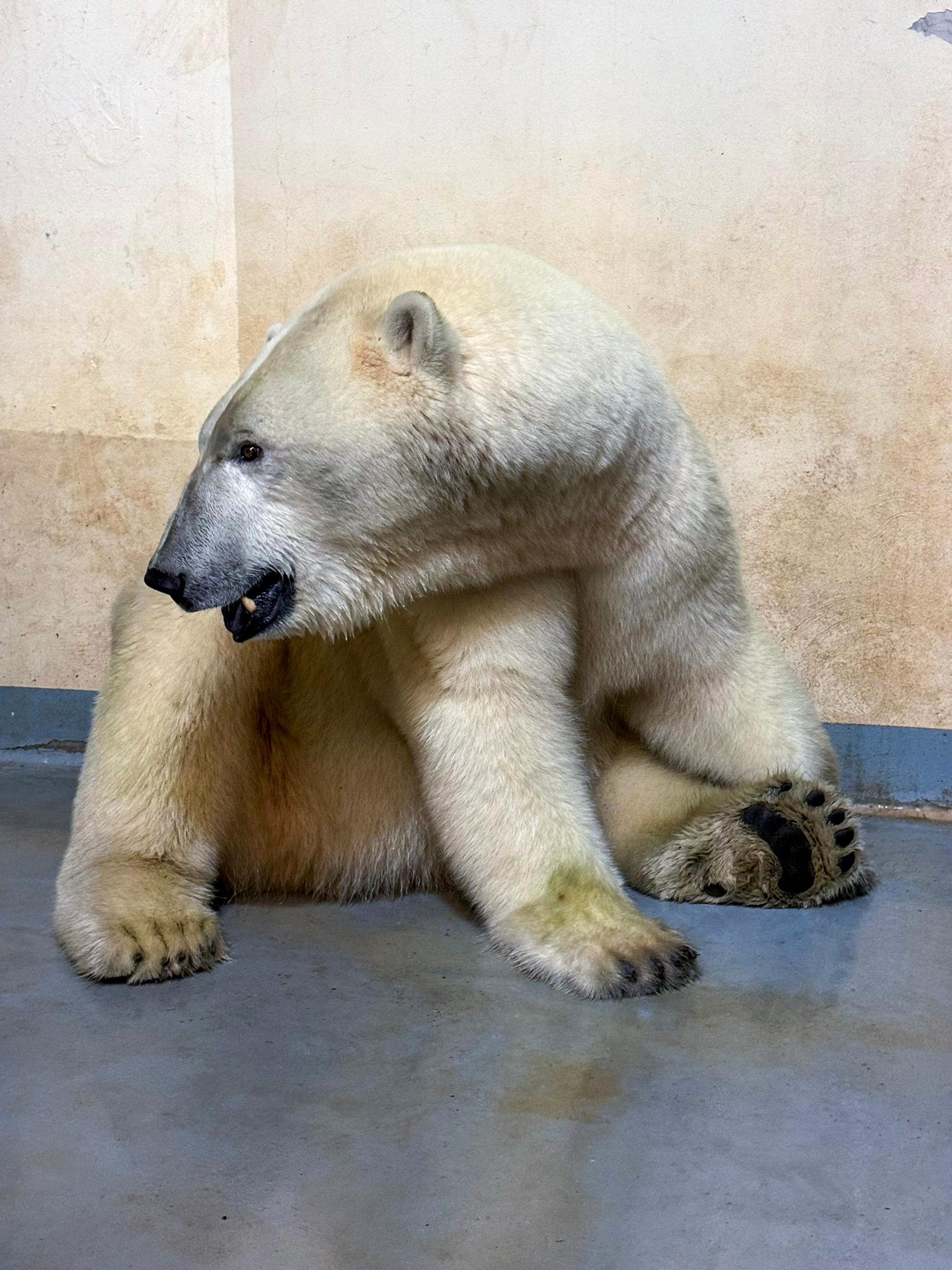 edna ze dvou ledních medvědic v zázemí brněnské zoo, kam 18. července 2025 přicestovaly z Německa.