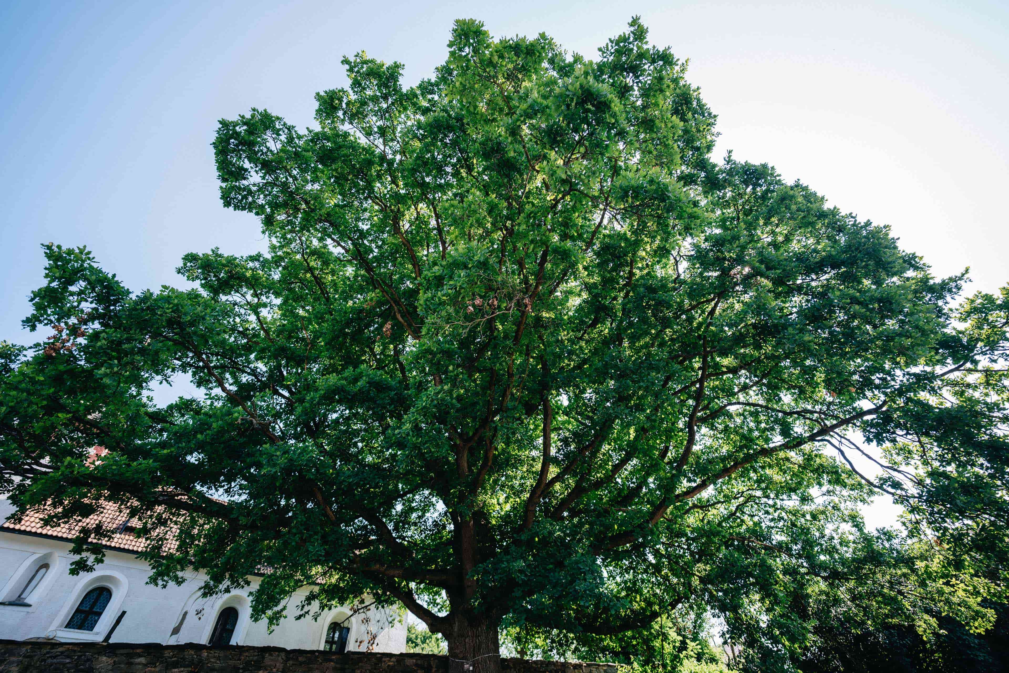 Kostelní dub / Plzeňský kraj