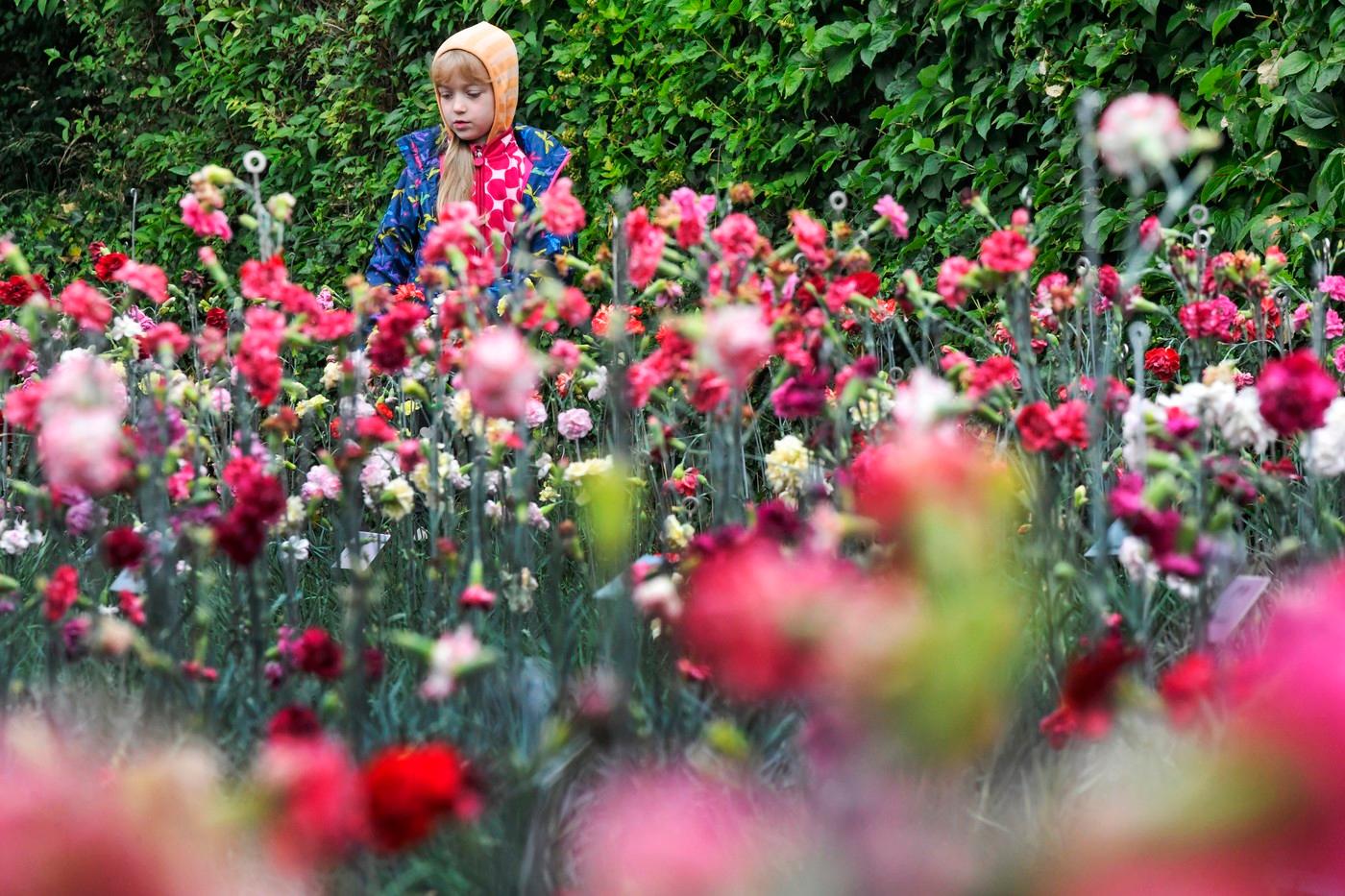 Slavnostní představení nového druhu klatovských karafiátů, 13. července 2025, Klatovy. Zahrada klatovského klubu pěstitelů karafiátů, kde lze zakoupit různé odrůdy.