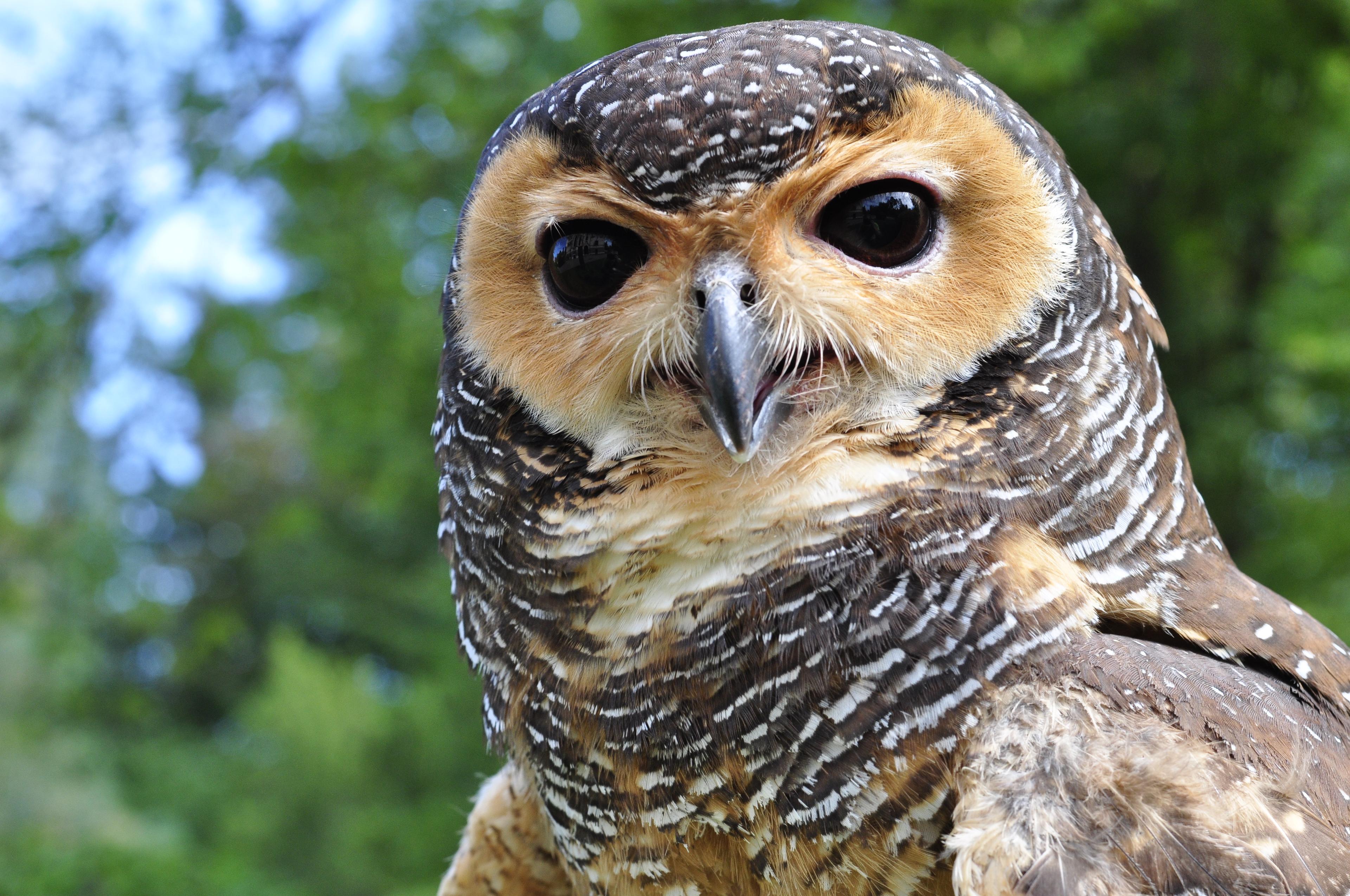 Ve zlínské zoologické zahradě se vylíhla dvě mláďata puštíka tečkovaného (na archivním snímku je dospělý jedinec), který patří mezi velmi vzácně chované ptačí druhy. Zoo Zlín je jako jediná mimoasijská zoo pravidelně odchovává, řekla dnes ČTK mluvčí zahrady Romana Mikešová. Puštíci jsou pouze v pěti zoologických zahradách ve světě.