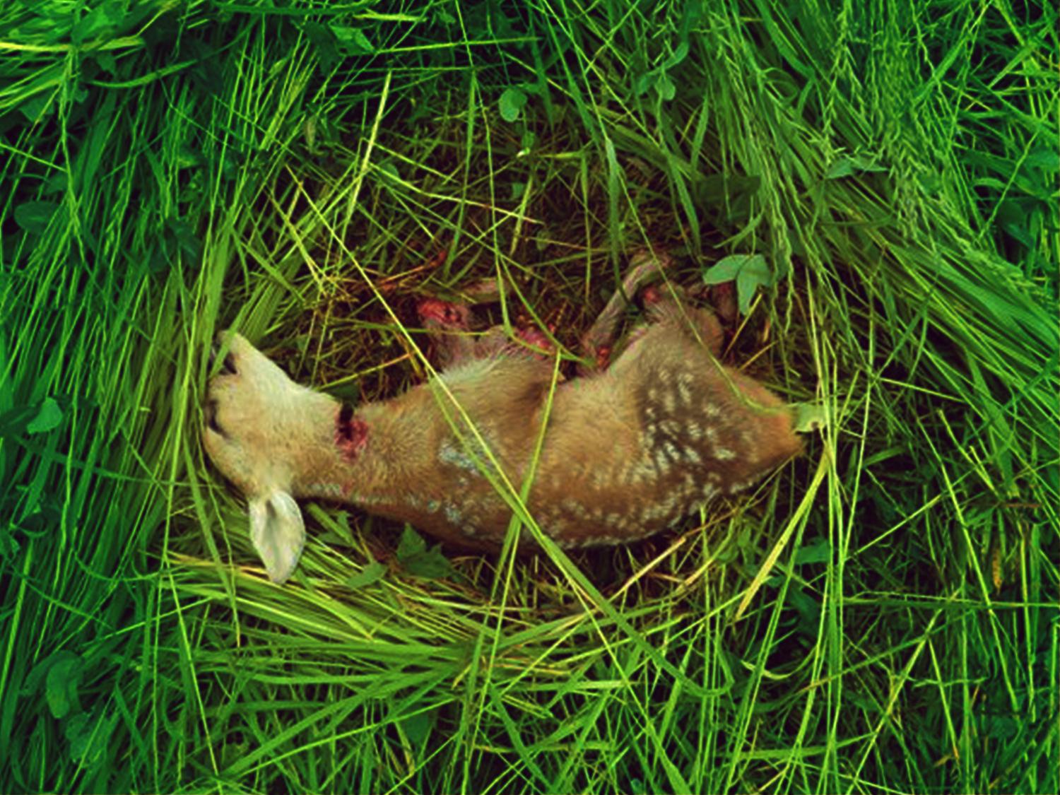 Foto: stopsecenisrncat.cz