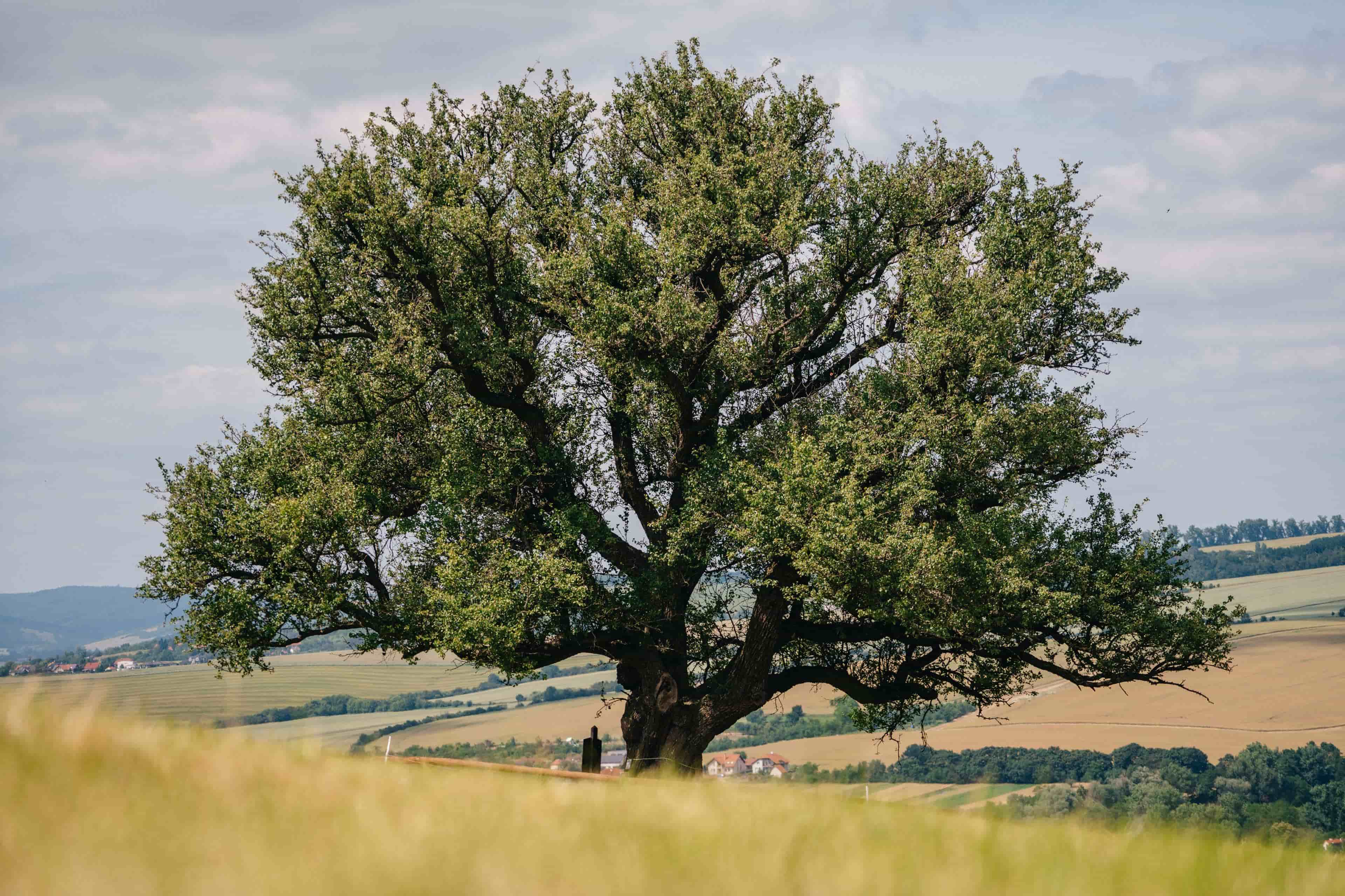 Hruška na Radovách  / Zlínský kraj