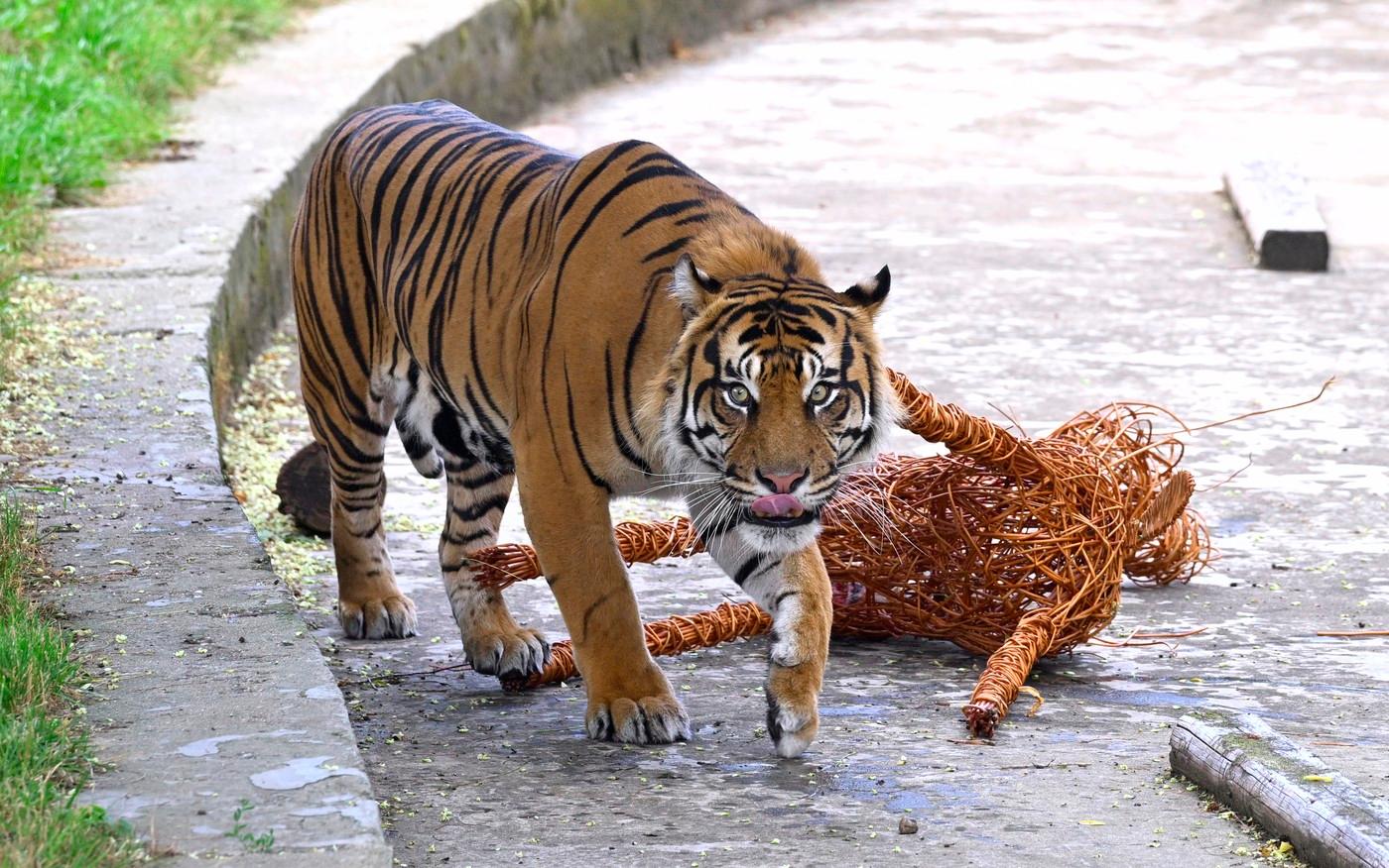 Zoologická zahrada hl. města Prahy představila nového tygra sumaterského Achilla. Zoologická zahrada hl. města Prahy představila nového tygra sumaterského Achilla.