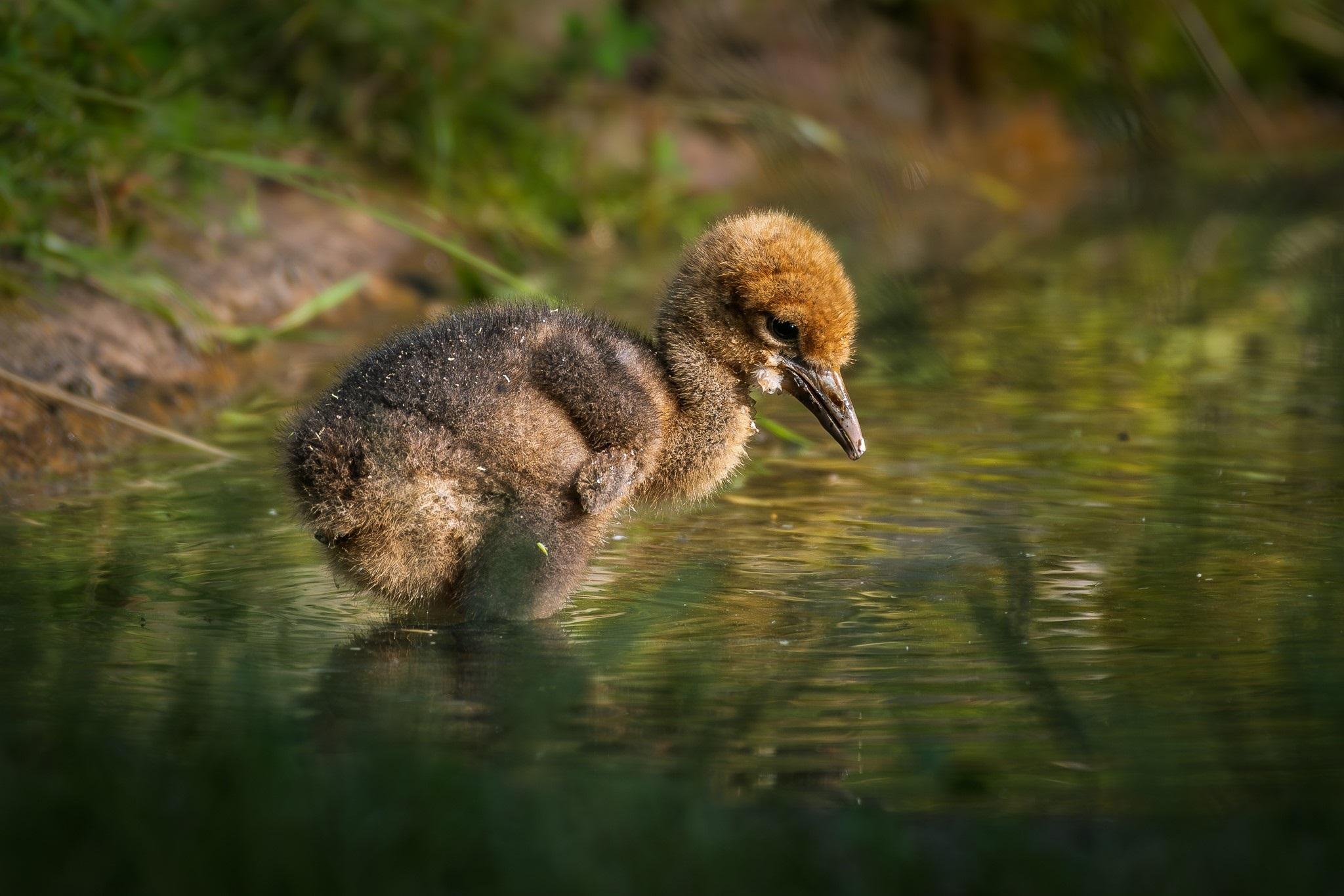 V Safari Parku Dvůr Králové nad Labem na Trutnovsku se v červnu poprvé v historii zoo vylíhlo mládě vzácného jeřába bradavičnatého. 