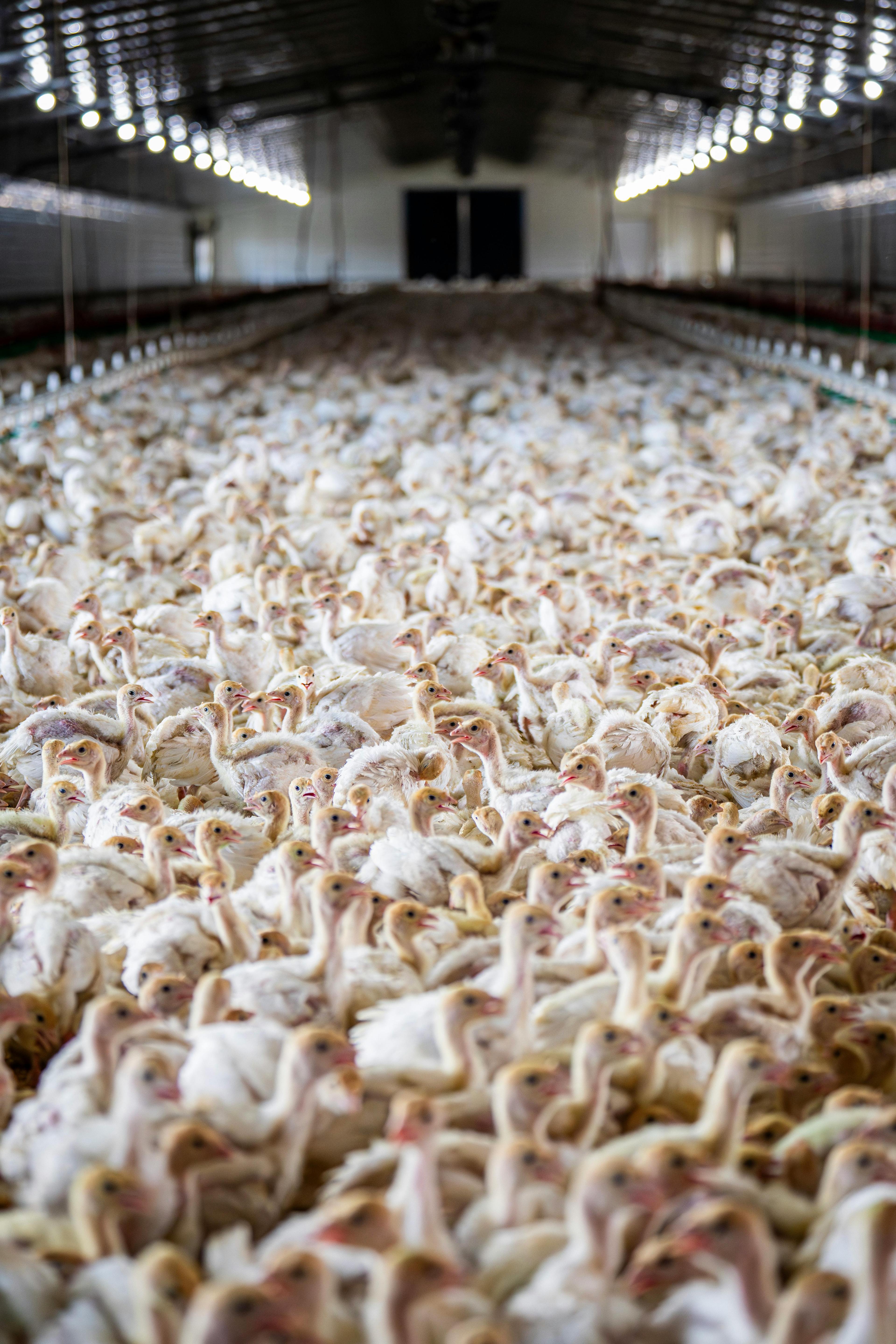 Velkochov kuřat - ilustrační foto