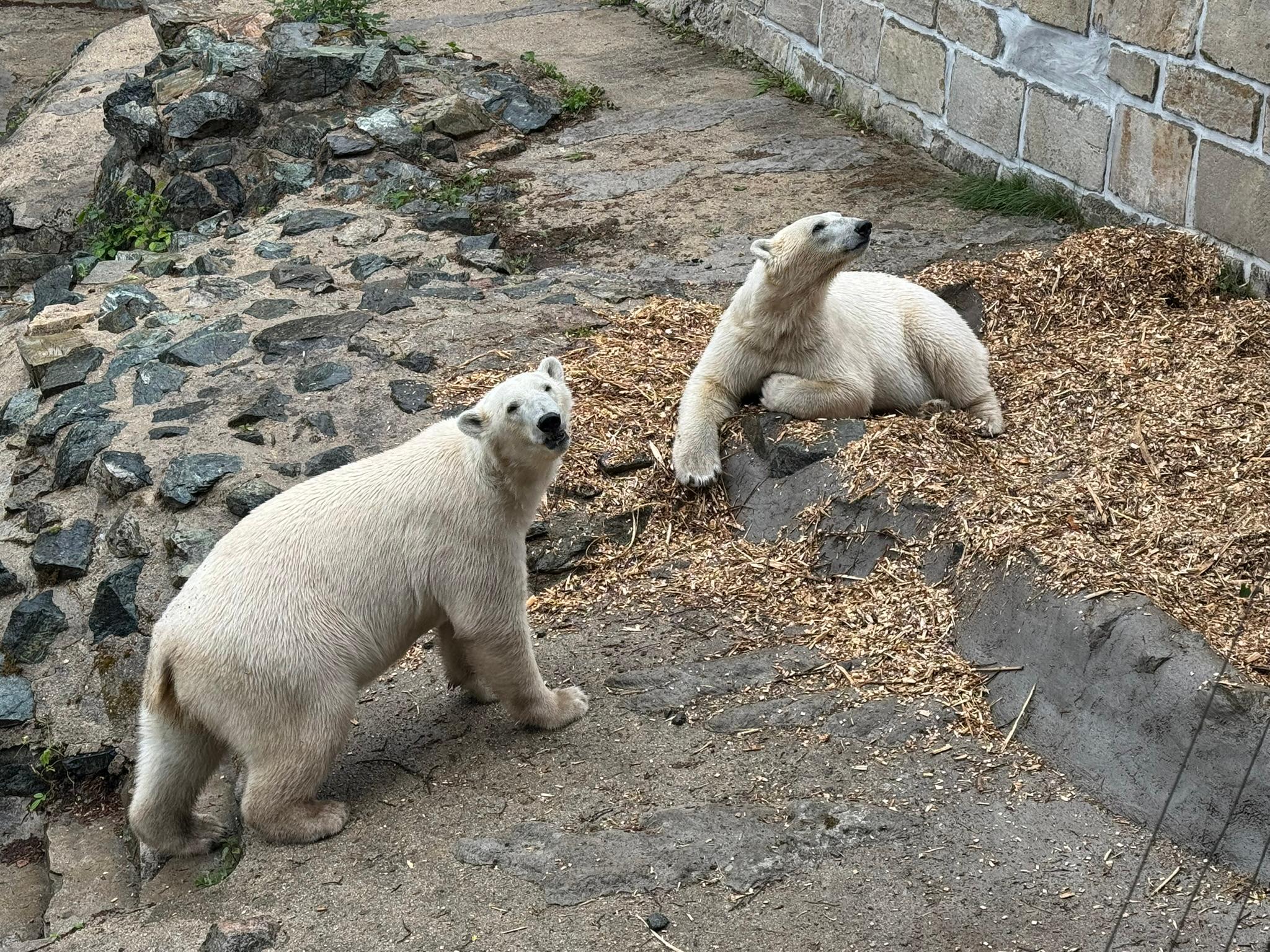 Do Zoo Brno přicestovaly další dvě lední medvědice - Anori a Nivi. Návštěvníci je ale zatím neuvidí, jsou umístěné ve výběhu, který dříve obývala medvědice Cora.
