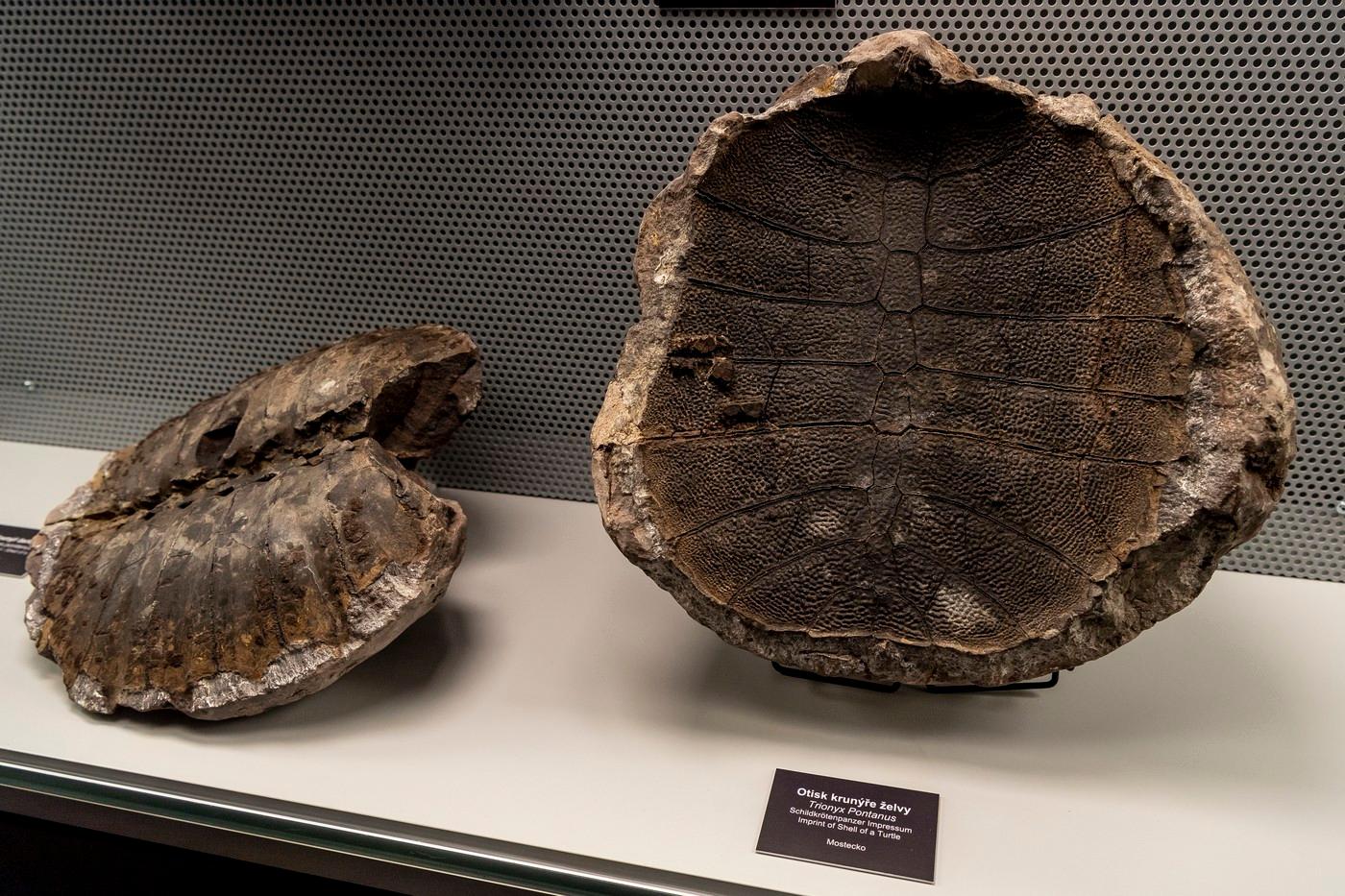 Oblastní muzeum a galerie v Mostě zahájilo stálou expozici s názvem Geologie severozápadních Čech, na které jsou ukázky minerálů i zkamenělin z Mostecka a okolí, 30. března 2023. Na snímku jsou krunýř želvy (vlevo) a otisk krunýře želvy. Oblastní muzeum a galerie v Mostě zahájilo stálou expozici s názvem Geologie severozápadních Čech, na které jsou ukázky minerálů i zkamenělin z Mostecka a okolí, 30. března 2023. Na snímku jsou krunýř želvy (vlevo) a otisk krunýře želvy.