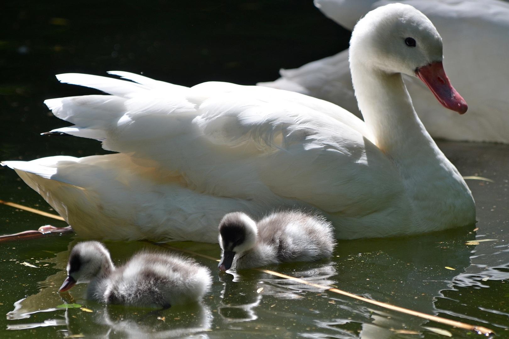 Děčínské zoologické zahradě se po několika letech podařilo odchovat mládě labutě rodu koskoroba, kterou chová jako jediná v České republice. Chovný pár vyvedl dvě mláďata, jedno z nich však ulovil dravec z volné přírody. Na snímku je odrostlé mládě.