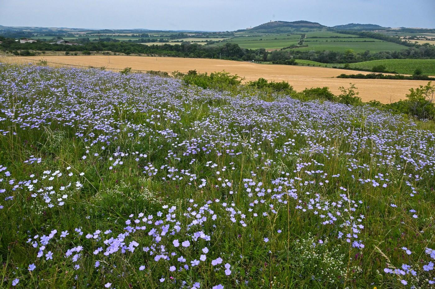 Tisíce trsů vzácného lnu chlupatého kvetou v těchto dnech v přírodní rezervaci Liščí vrch, 23. června 2025, Sedlec, Břeclavsko.