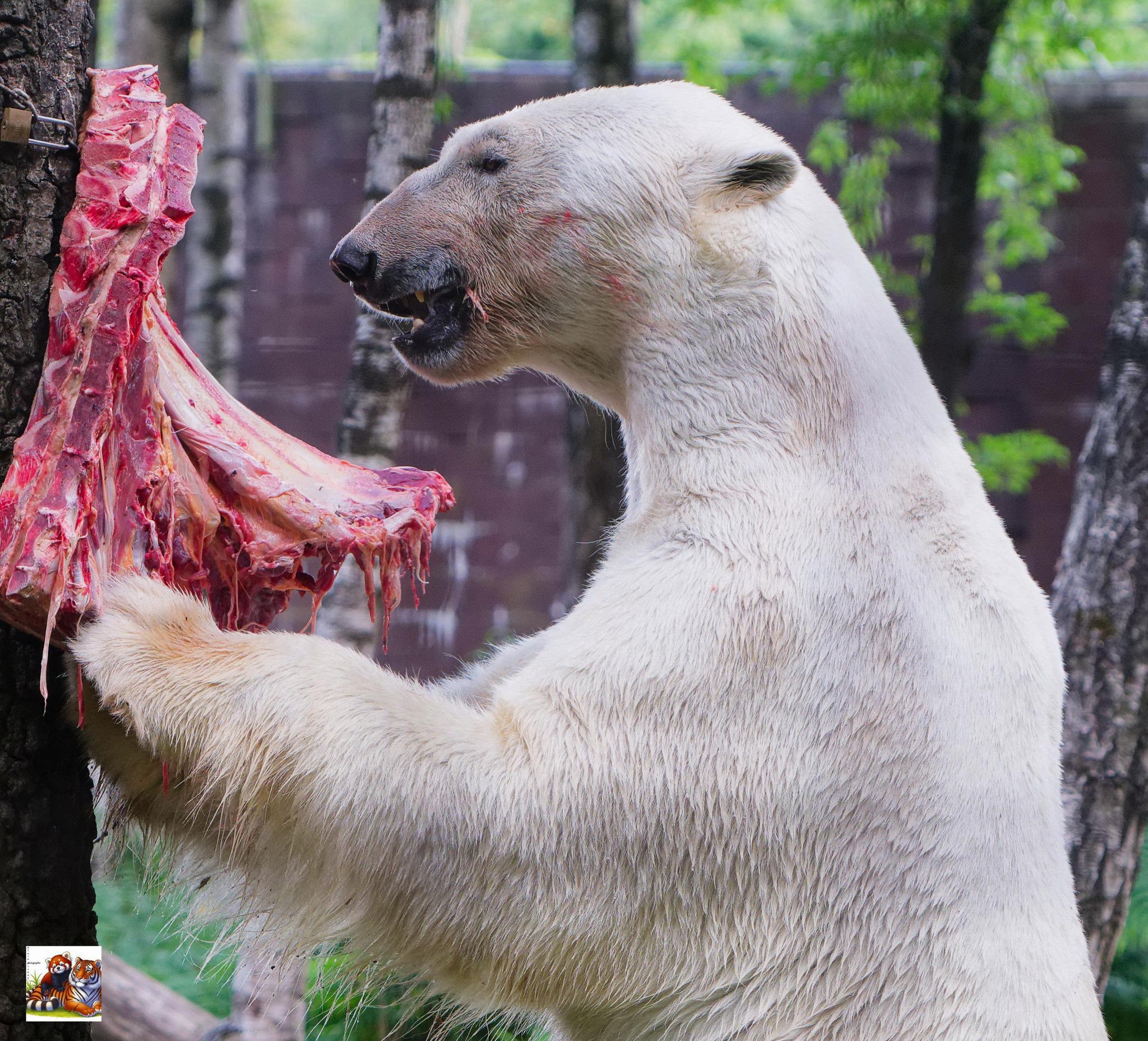 Zpráva o osudech ledních medvíďat z brněnské Zoo Komety a Nanuka. Kometa žije v Rusku, Nanuk v Belgii. Zpráva o osudech ledních medvíďat z brněnské Zoo Komety a Nanuka. Kometa žije v Rusku, Nanuk v Belgii.