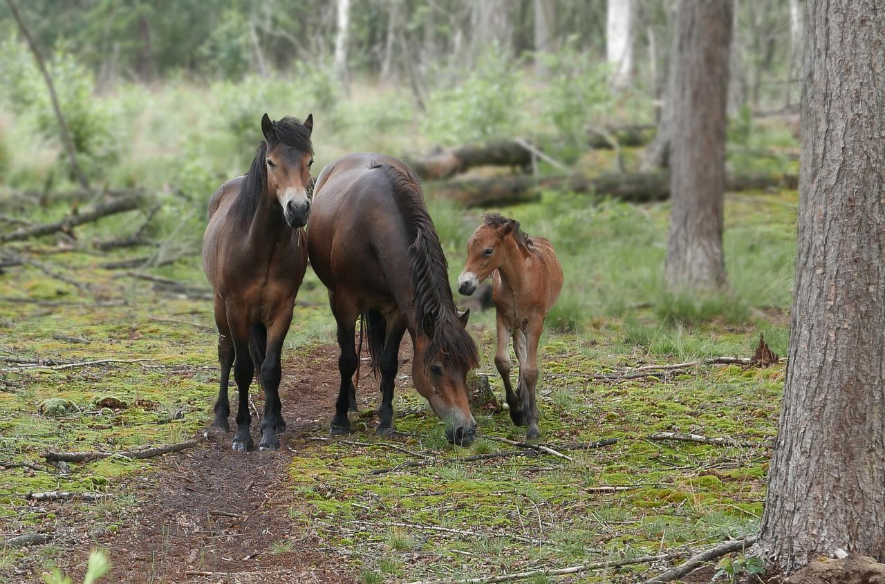 Koně Převalského, tři koně