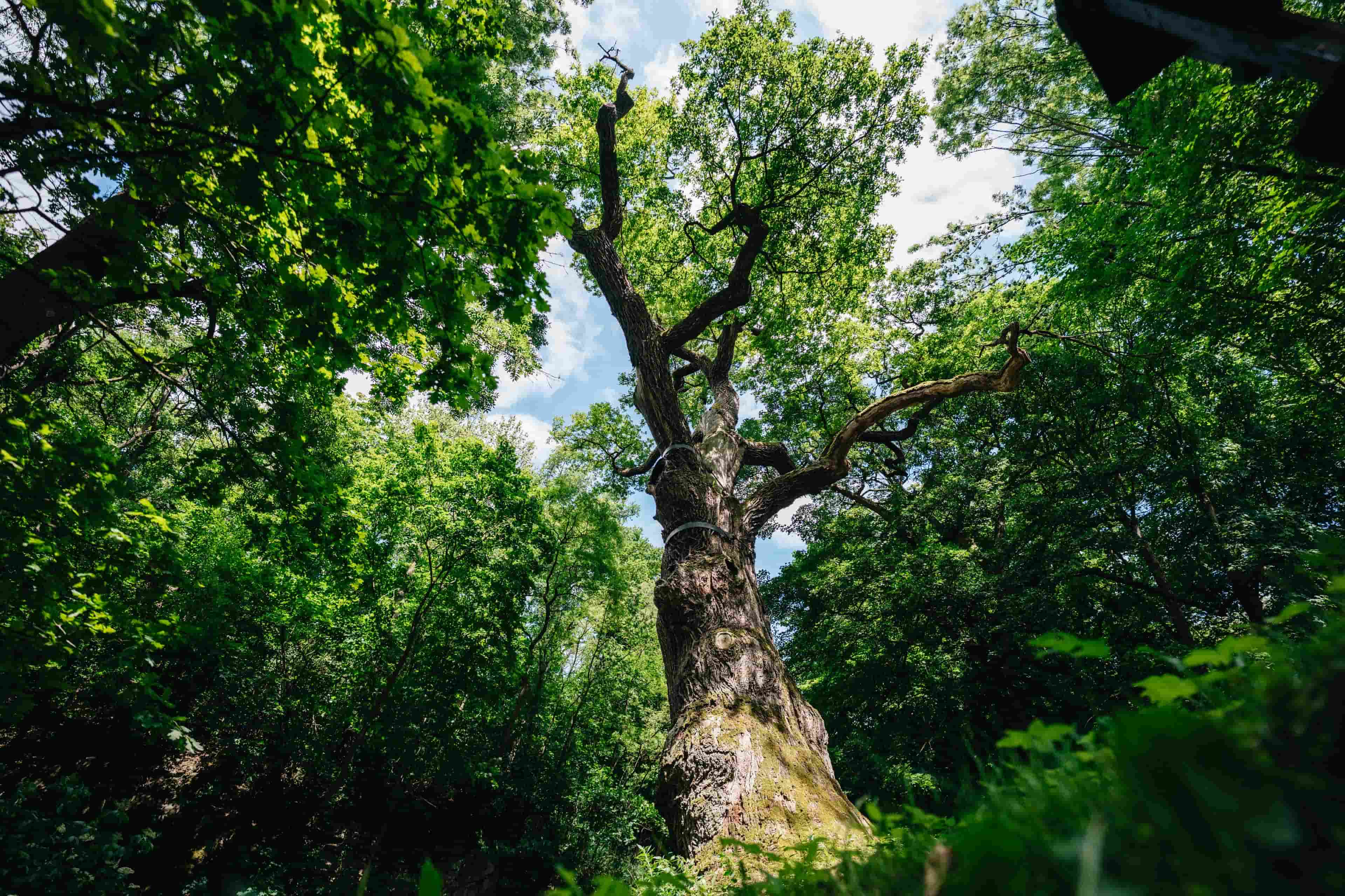 Oldřichův dub / Ústecký kraj