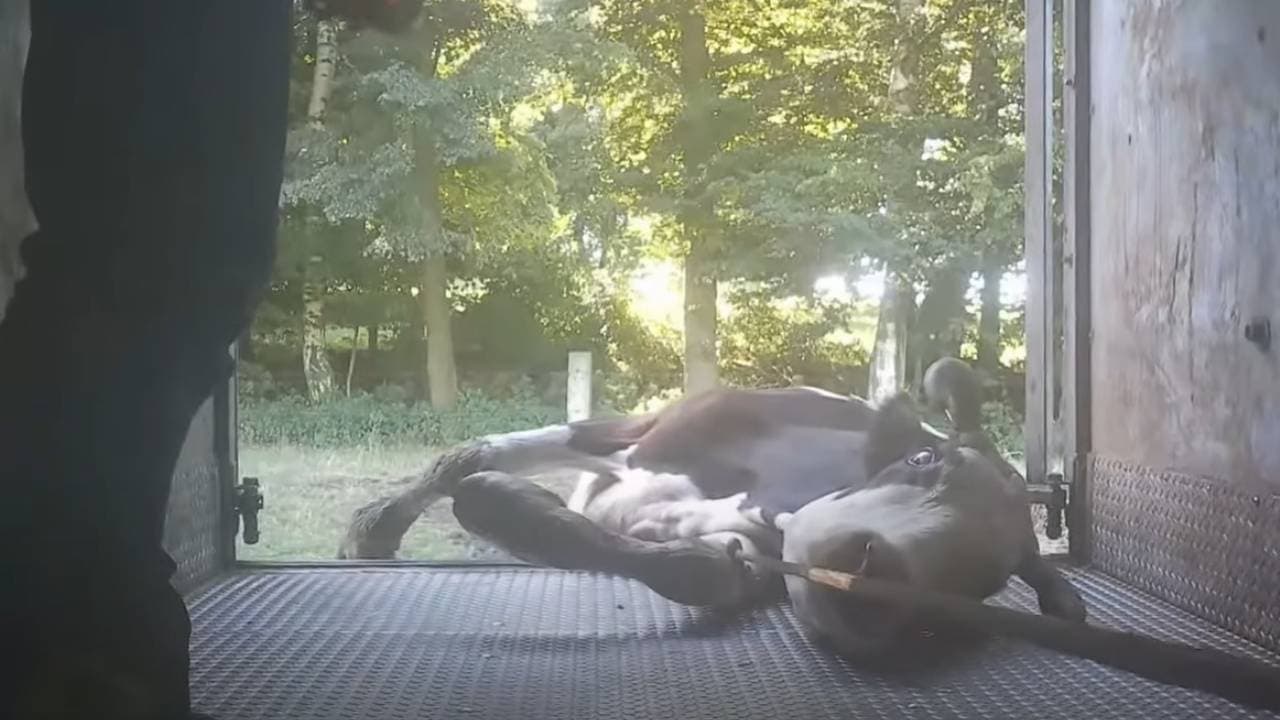 Autentické záběry týrání zvířat