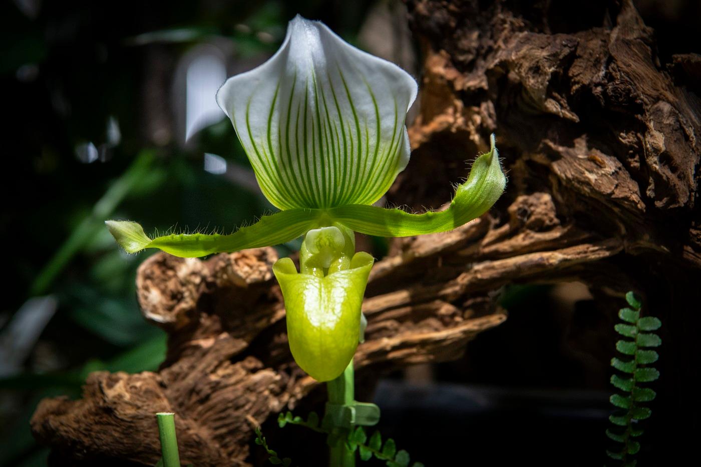 Adéla ještě nevečeřela