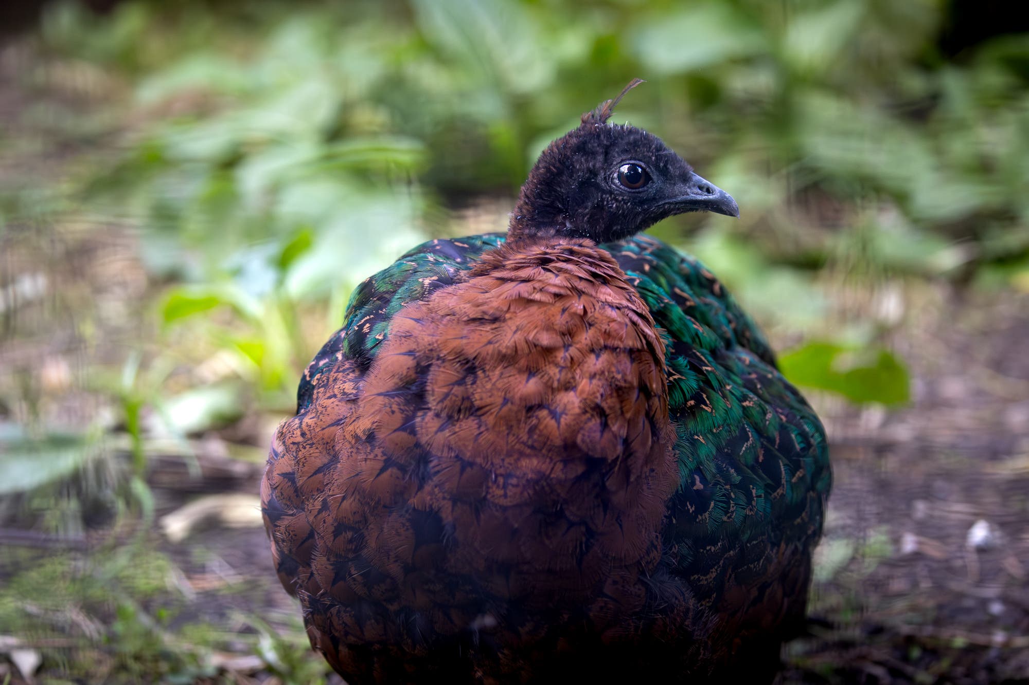 Zoo Dvůr Králové získala ze zoo ve Varšavě samici vzácného páva konžského. S dvorským samcem vytvořila pár, zoo věří v první mláďata v historii chovu Zoo Dvůr Králové získala ze zoo ve Varšavě samici vzácného páva konžského. S dvorským samcem vytvořila pár, zoo věří v první mláďata v historii chovu