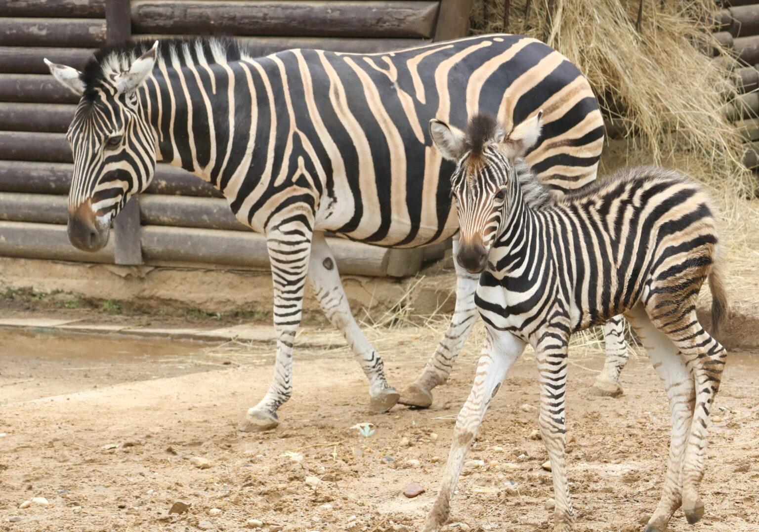 Hodonín - Stádo zeber Chapmanových v hodonínské zoo se rozrostlo na pět kusů, na začátku července přišlo na svět hříbě. Osmnáctiletá kobyla si jej stále hlídá.