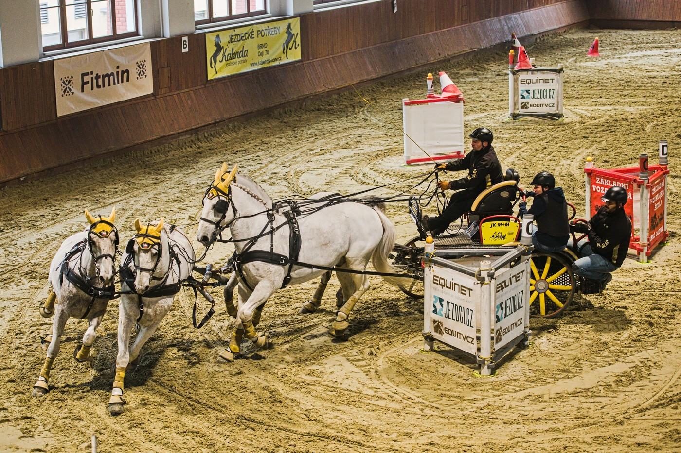 Halové závody spřežení, 15. března 2025, jezdecká hala Veterinární univerzity Brno.