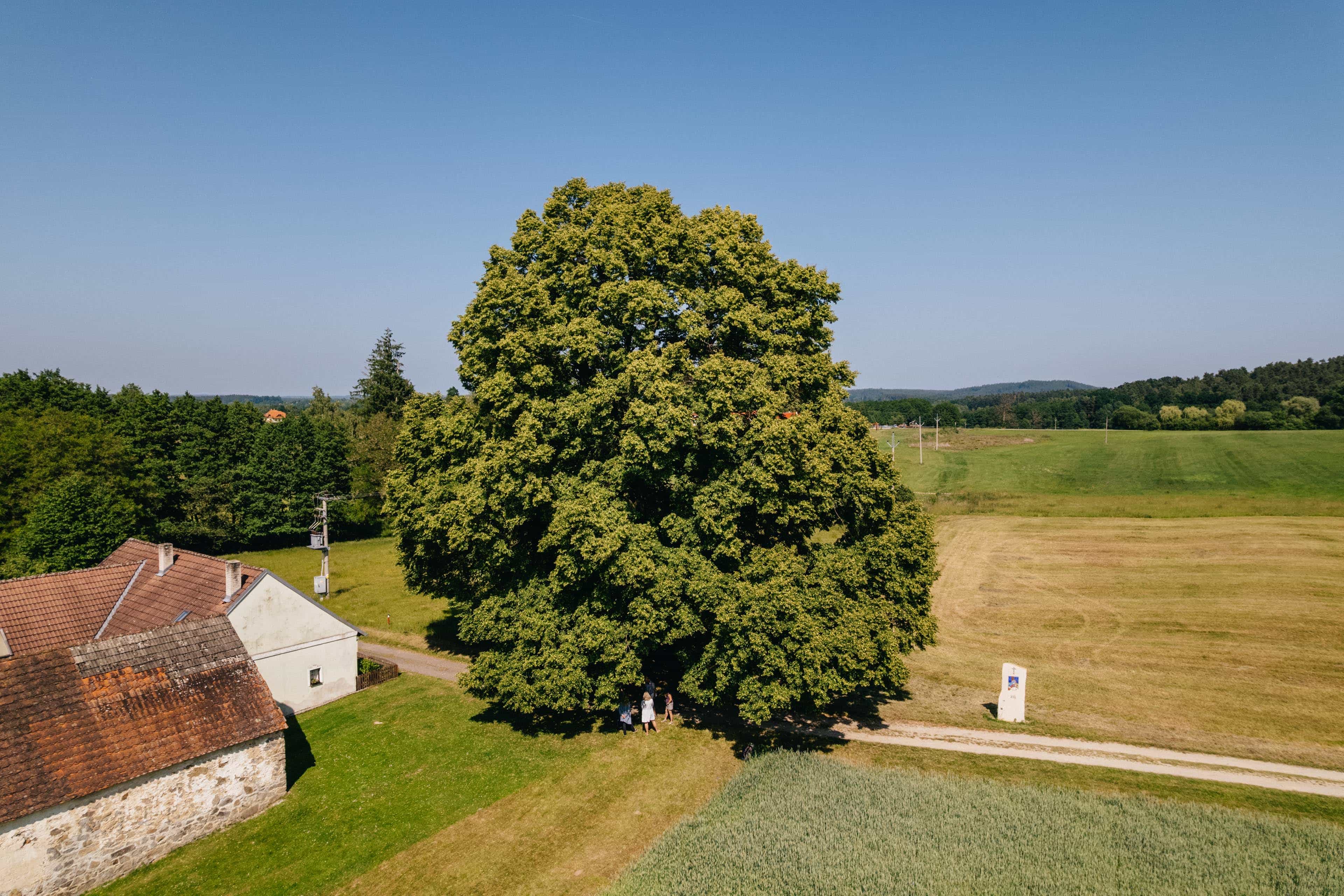 Trojiční lípa / Jihočeský kraj