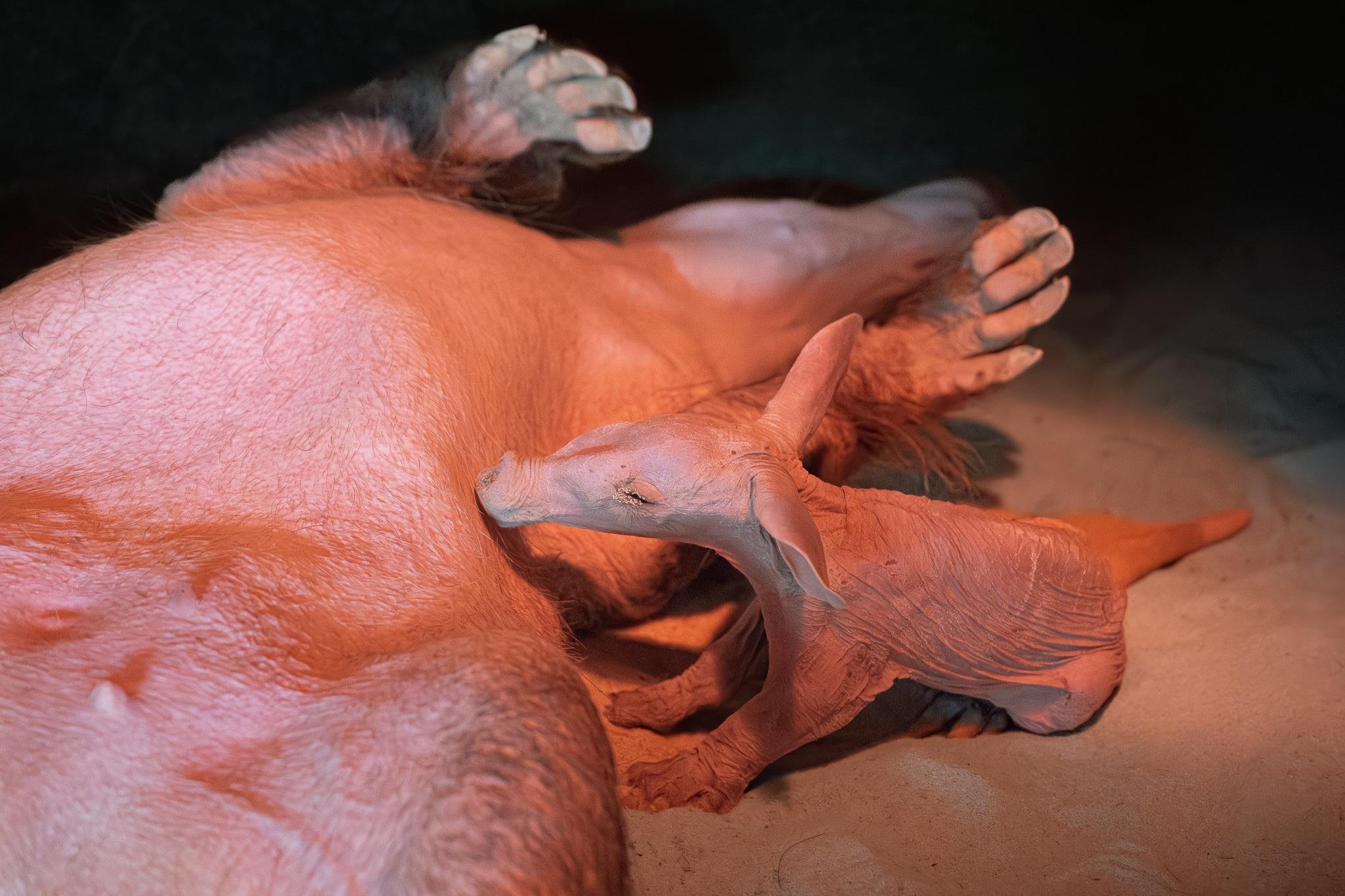 V zoo Dvůr Králové se po více než dvou letech narodil hrabáč kapský. Jde o páté odchované mládě hrabáče od roku 2014, odkdy zoo tento druh chová. 