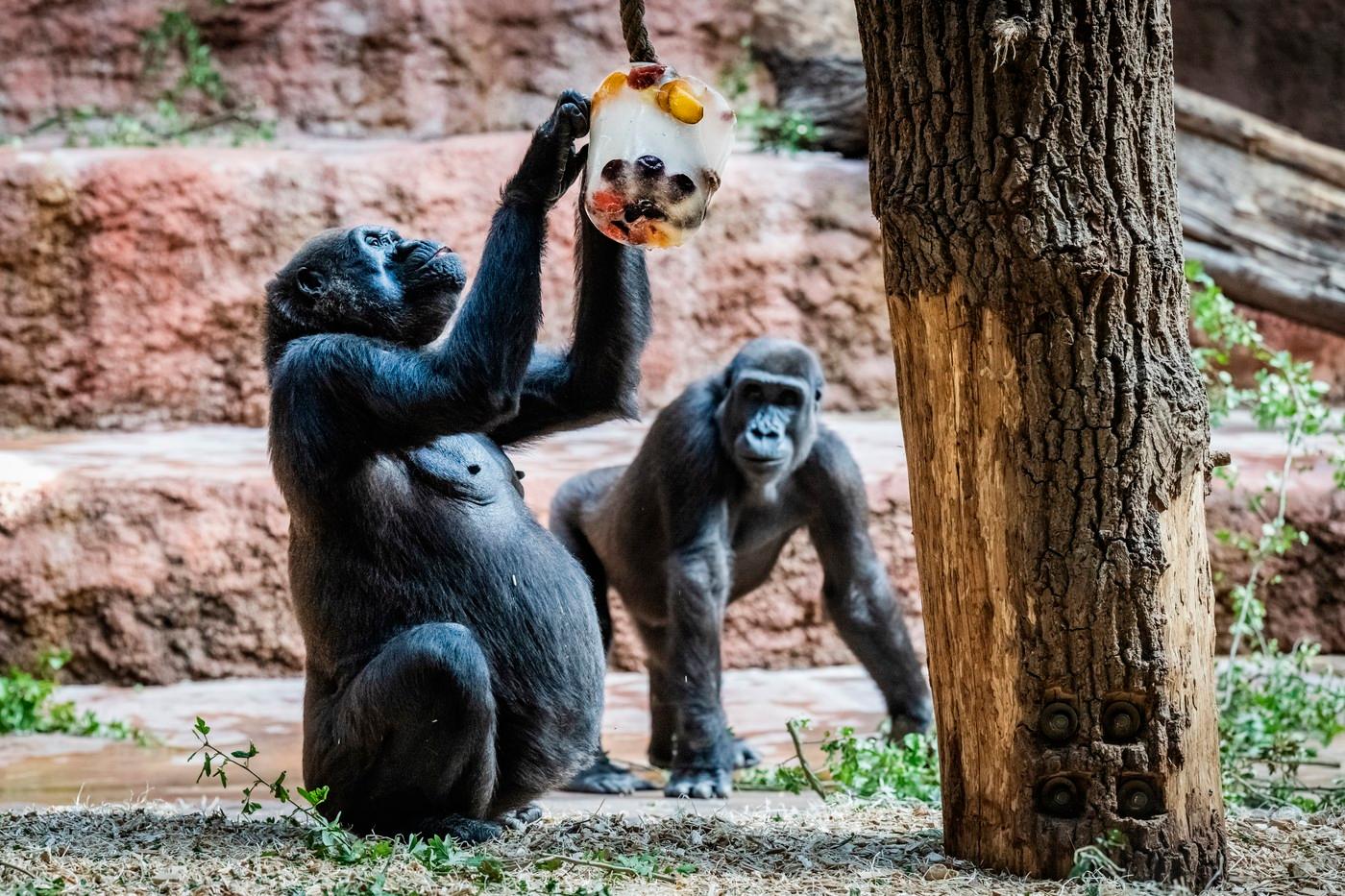 Gorilám se ledová zmrzlina líbí Gorilám se ledová zmrzlina líbí