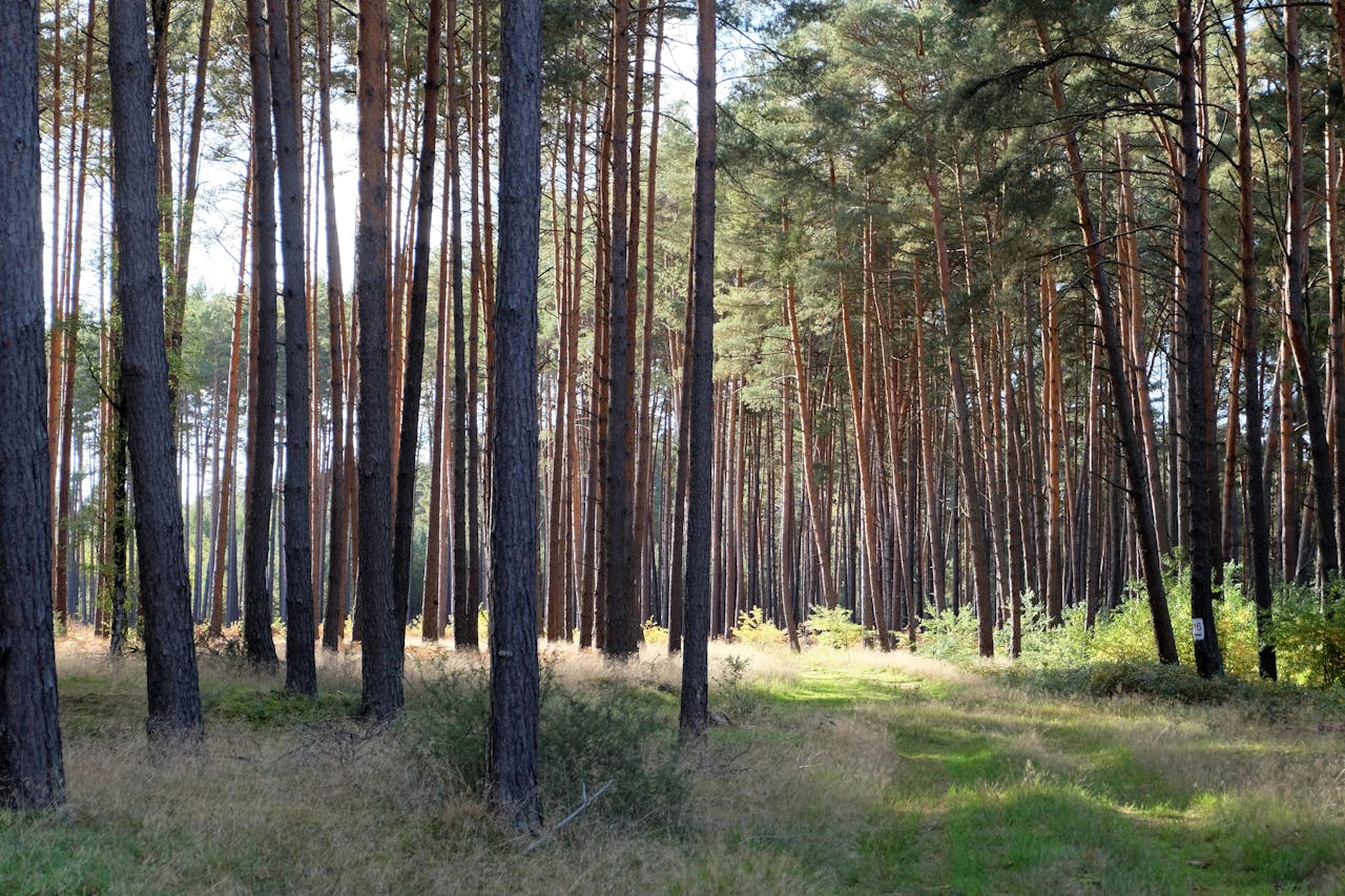 ilustrační obrázek