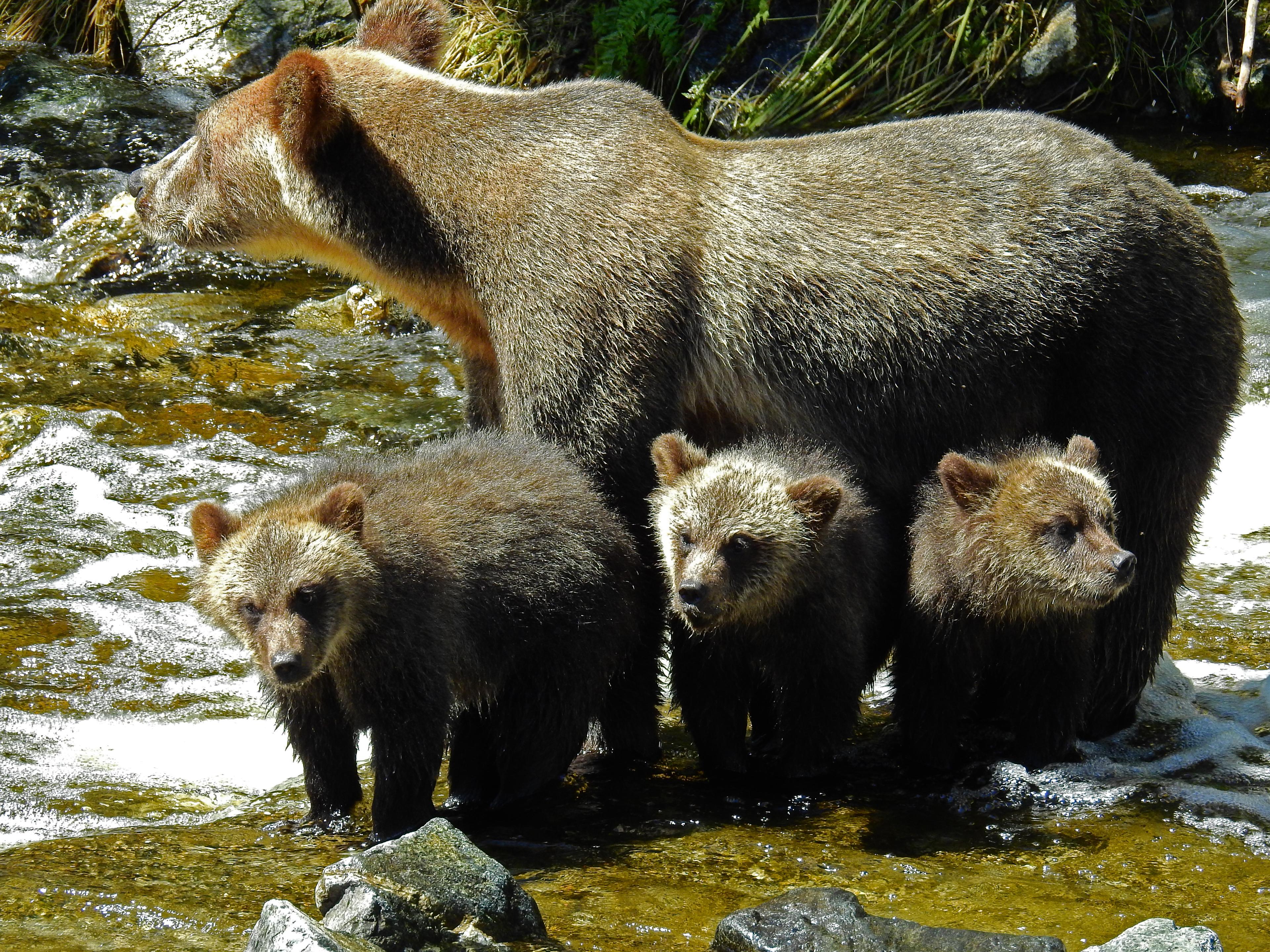 Medvědi nevědi, že tůristi nemaj zbraně...