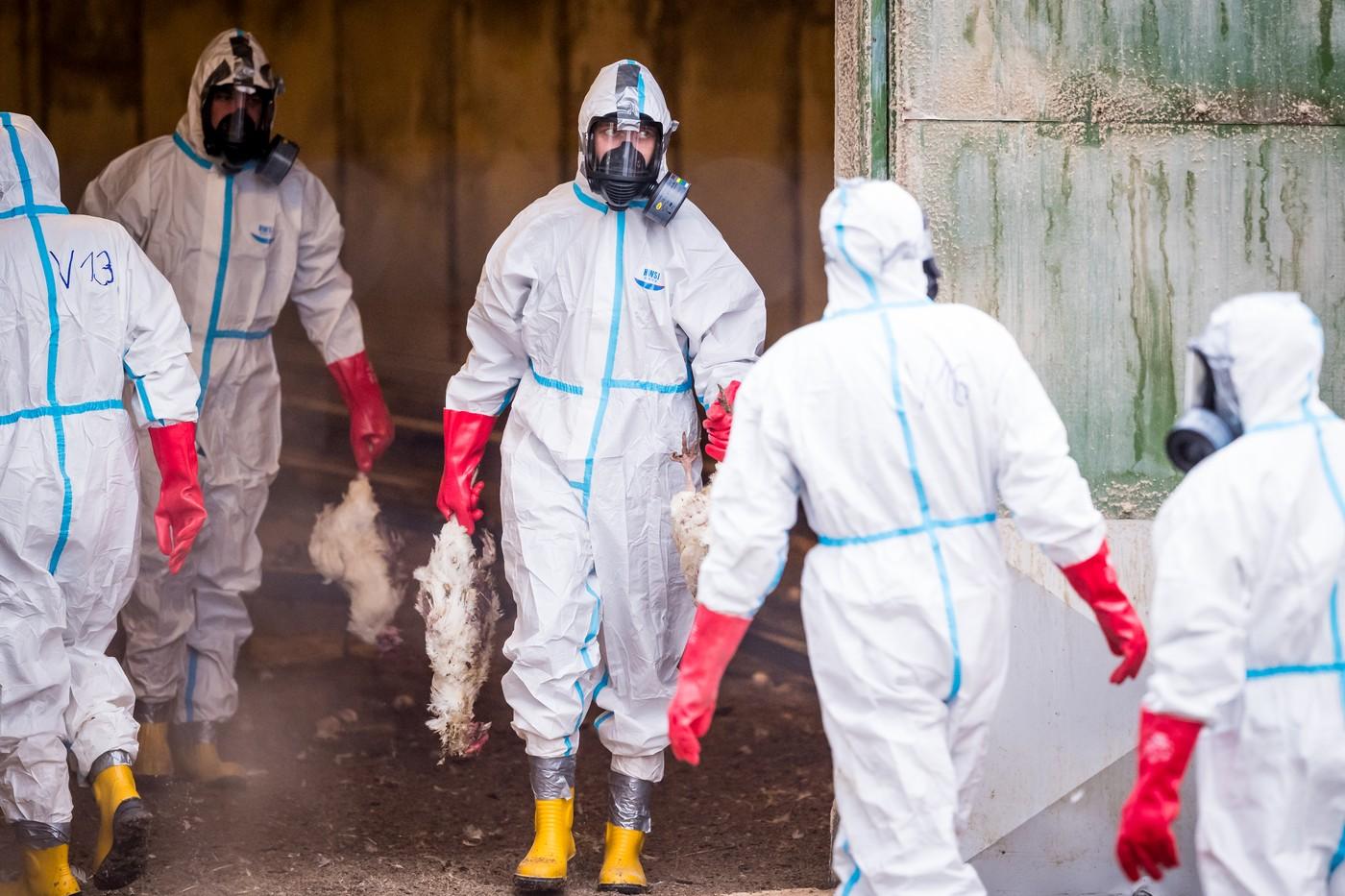 Odklízení již mrtvých nosnic z jedné z hal ve velkochovu slepic společnosti Xaverov, kde po zjištění nákazy ptačí chřipkou začalo vybíjení asi 35 tisíc nosnic. Odklízení již mrtvých nosnic z jedné z hal ve velkochovu slepic společnosti Xaverov, kde po zjištění nákazy ptačí chřipkou začalo vybíjení asi 35 tisíc nosnic.