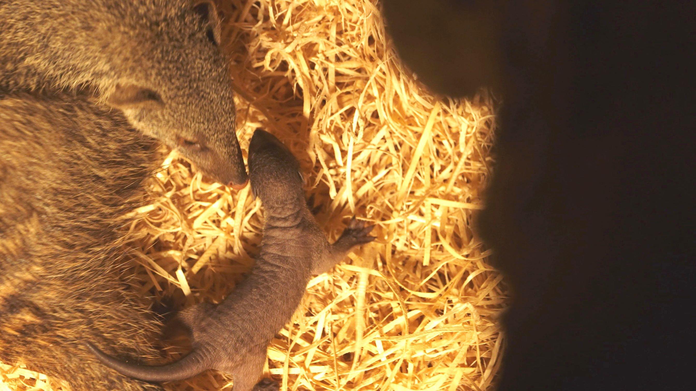 Ostravská zoologická zahrada poprvé odchovává mangusty žíhané