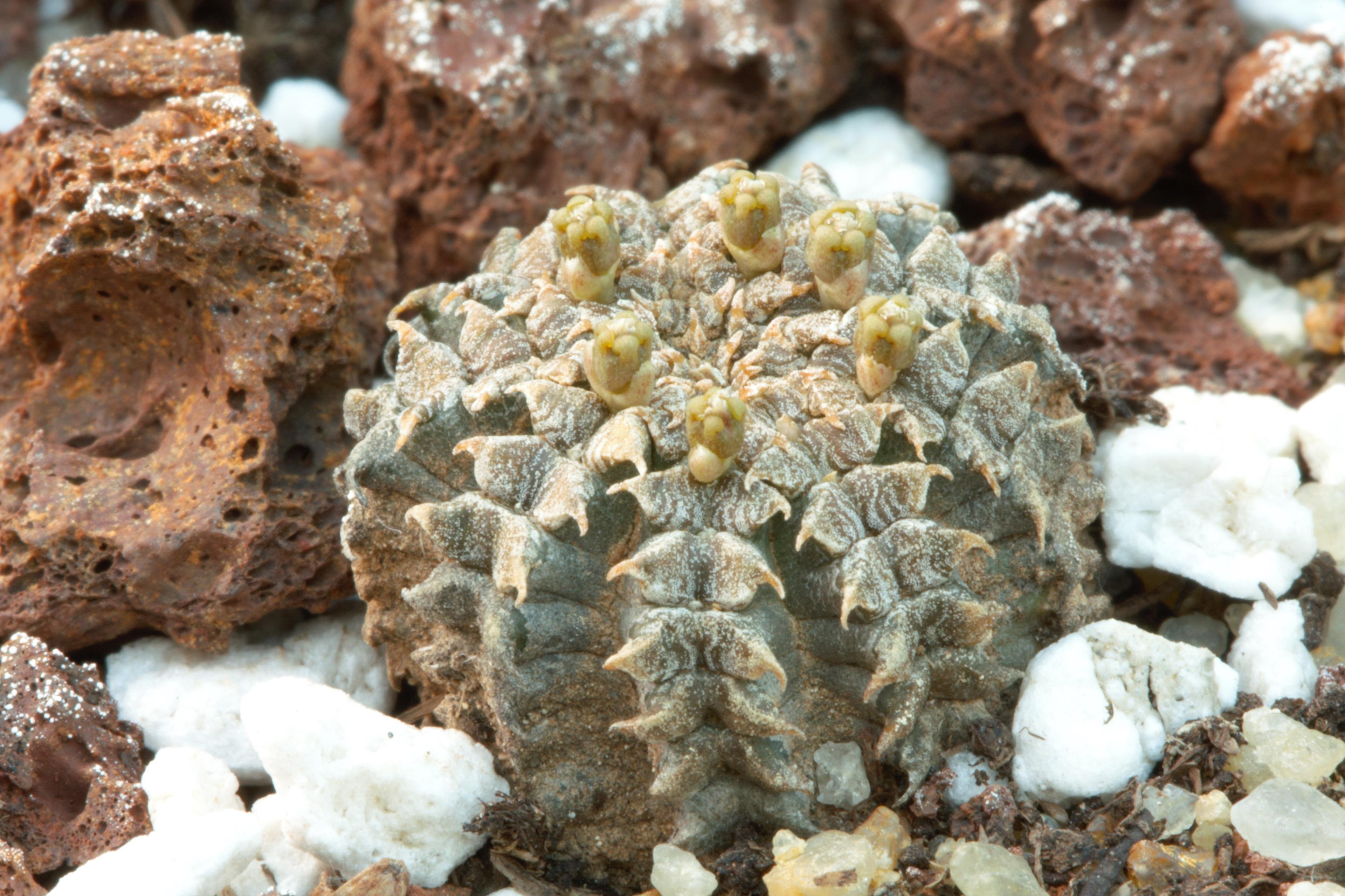 Mezinárodní tým botaniků popsal dosud neznámý zakrslý druh pryšce, který roste v odlehlých oblastech Somálska. Nenápadná rostlina dostala jméno Euphorbia aenigmatica, tedy pryšec tajemný či skrytý. Mezinárodní tým botaniků popsal dosud neznámý zakrslý druh pryšce, který roste v odlehlých oblastech Somálska. Nenápadná rostlina dostala jméno Euphorbia aenigmatica, tedy pryšec tajemný či skrytý.