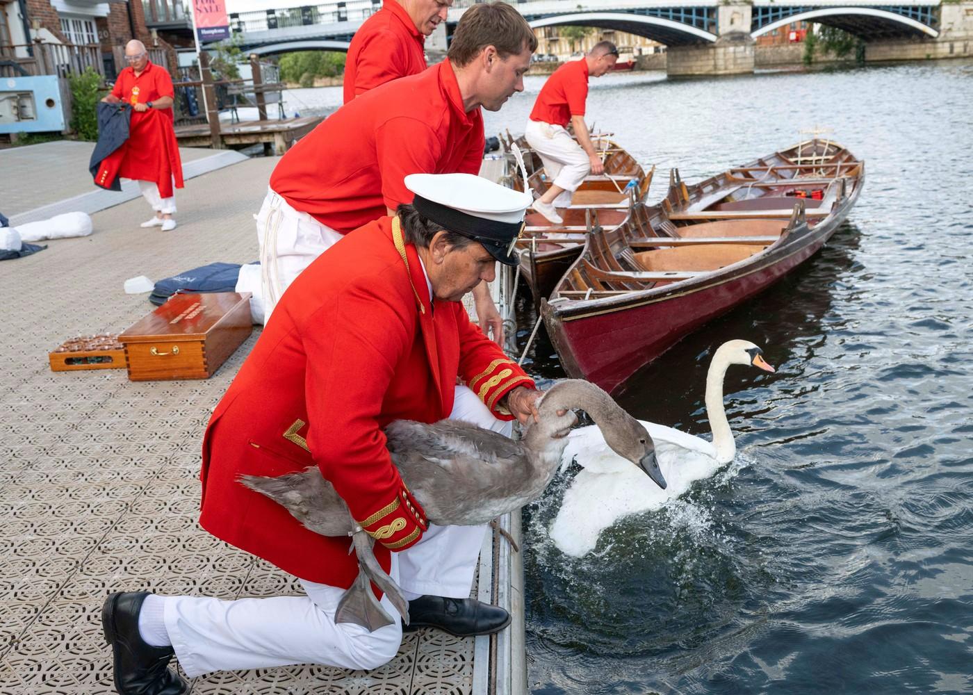 Sčítači ve slavnostních uniformách udržují starobylou tradici Swan Upping, ročního sčítání populace labutí hnízdících na řece Temži v Londýně. Okroužkované labutě pak vracejí zpět do řeky.
