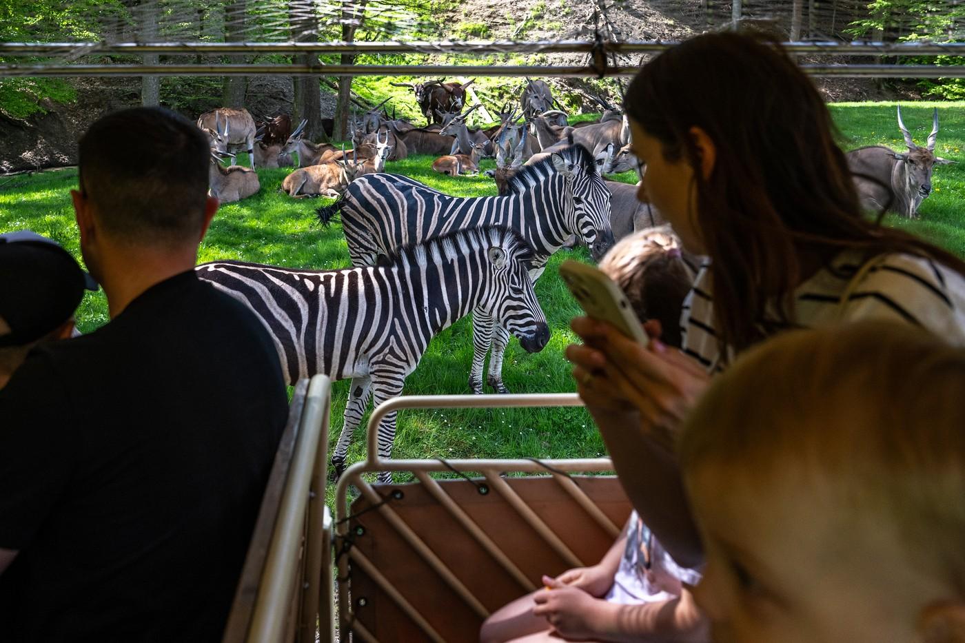 Safari Park Dvůr Králové otevřením areálů afrického a lvího safari zahájil hlavní letní sezonu, 1. května 2025, Dvůr Králové nad Labem, Trutnovsko. Návštěvníci v takzvaném afrika trucku.