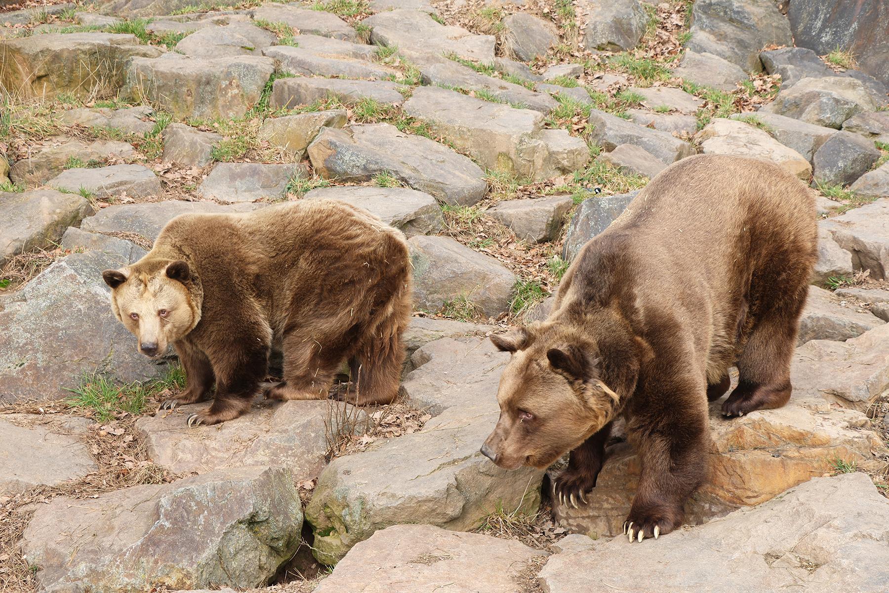 V plzeňské zoologické zahradě se tento týden probudili po zimním spánku medvědi hnědí - brtníci. Ke spánku se uložili tradičně v prosinci před Vánocemi. V plzeňské zoologické zahradě se tento týden probudili po zimním spánku medvědi hnědí - brtníci. Ke spánku se uložili tradičně v prosinci před Vánocemi.