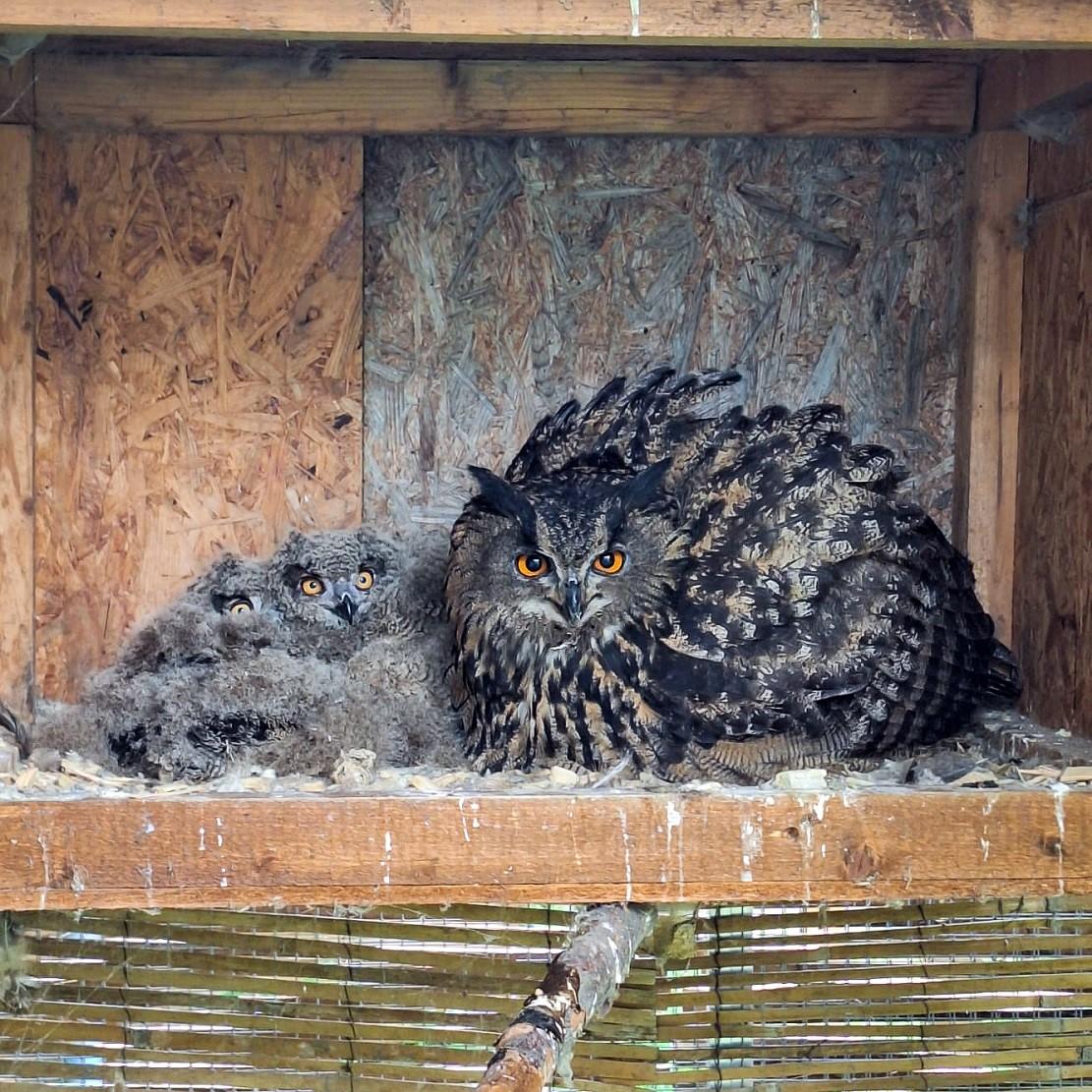 Mláďata výra velkého v táborské zoologické zahradě. FOTO: ZOO Tábor/Pavel Nalezený Mláďata výra velkého v táborské zoologické zahradě. FOTO: ZOO Tábor/Pavel Nalezený