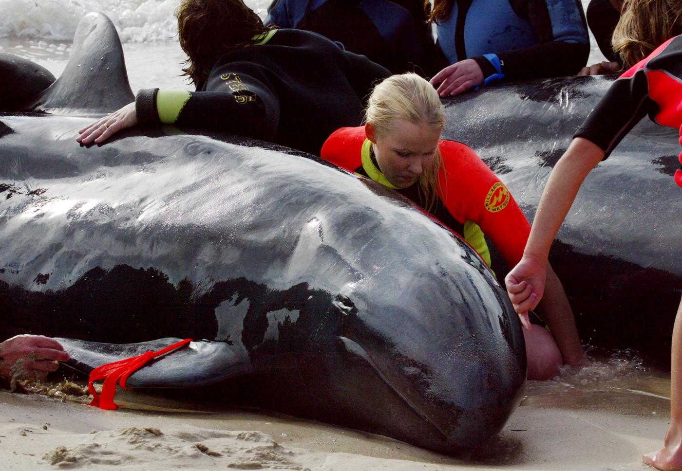 Desítky dobrovolníků reagovaly na výzvu místních úřadů a snažily se vrátit do moře přes sedmdesát kosatek černých, které uvízly 2. června na pláži u Busseltonu, známého rekreačního střediska v Západní Austrálii. Desítky dobrovolníků reagovaly na výzvu místních úřadů a snažily se vrátit do moře přes sedmdesát kosatek černých, které uvízly 2. června na pláži u Busseltonu, známého rekreačního střediska v Západní Austrálii.