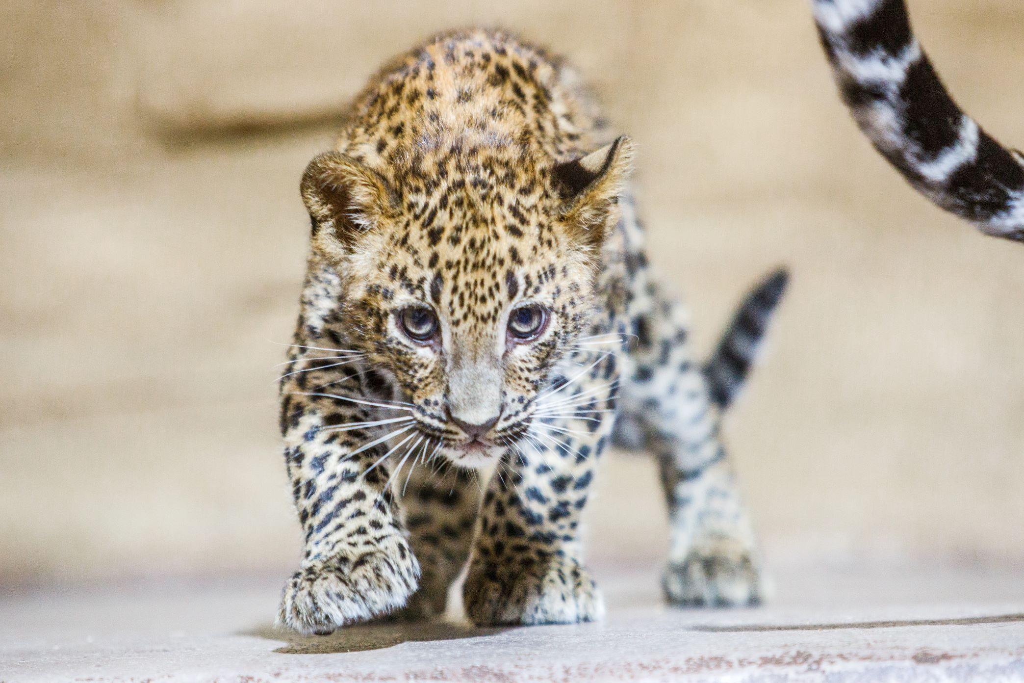 Jedno ze dvou půlročních mláďat levharta cejlonského se v ostravské zoo seznamuje s venkovním výběhem