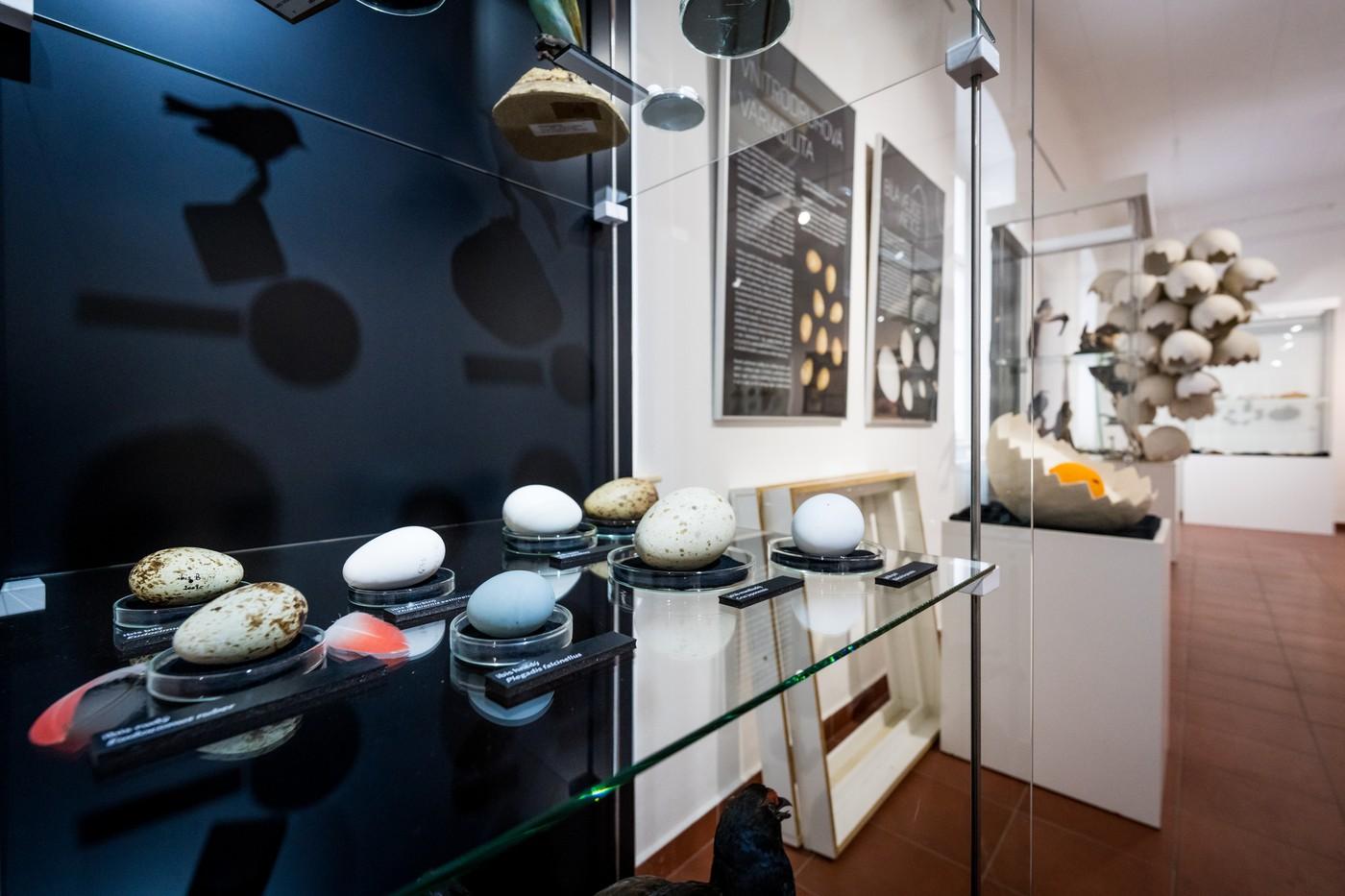 Příprava výstavy Jako vejce vejci v Jihomoravském muzeu, která nabídne pohled na vejce jako biologický zázrak, symbol i kulturní fenomén.