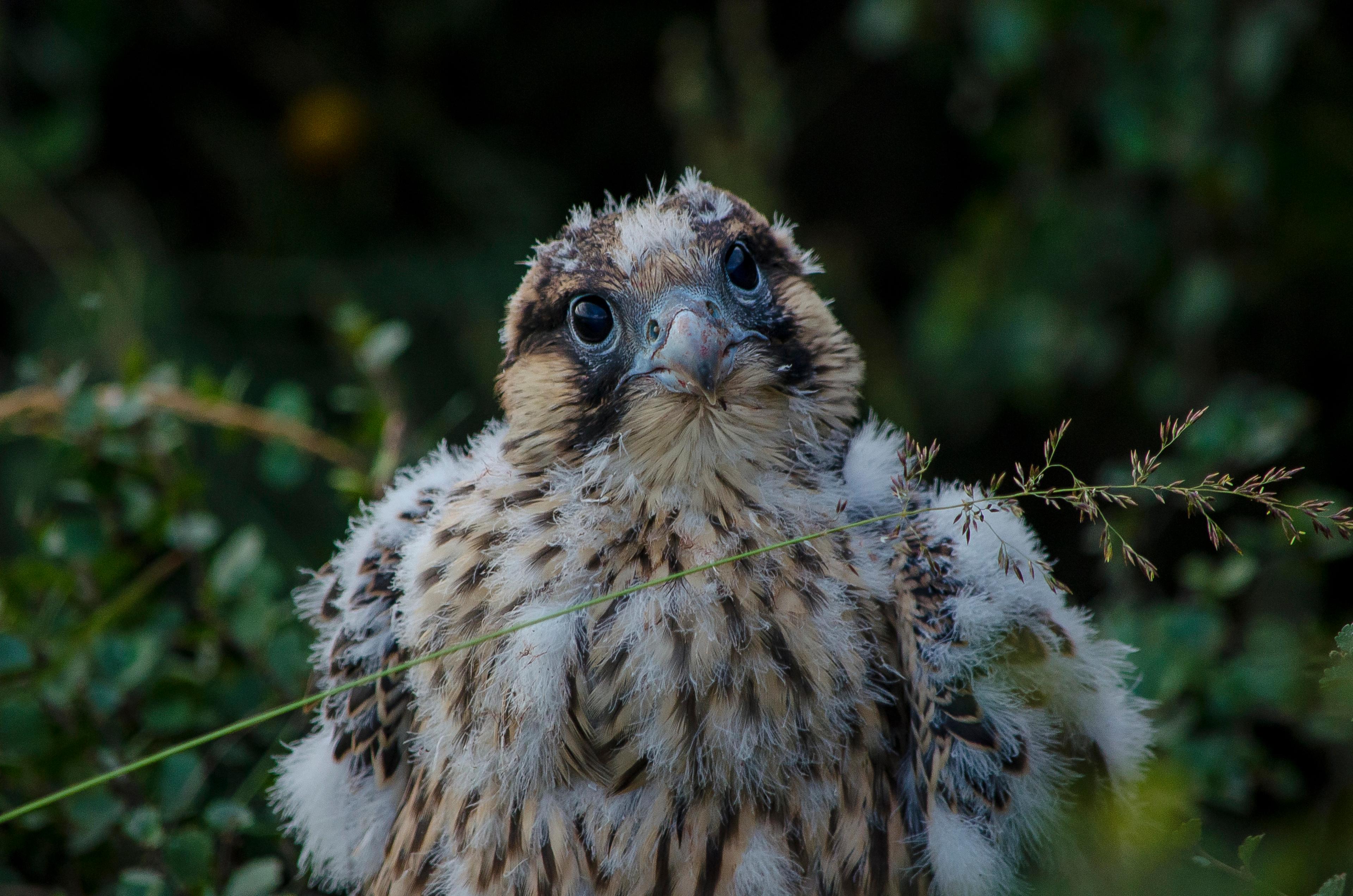 Mládě sokola stěhovavého