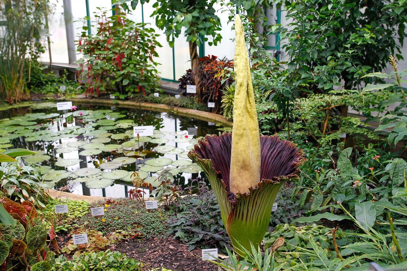 Zmijovec titánský občas kvete i v Česku. Tenhle roste v Botanické zahradě v Liberci. Rozkvetl 8. července 2022 po třech letech. Jeho květenství mělo na výšku přes 1,6 metru.