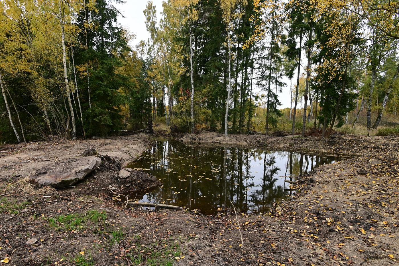 Podnik Lázeňské lesy a parky Karlovy Vary postupně obnovuje lesní tůně v okolí města. Na snímku je tůň u Kolovského rybníka.