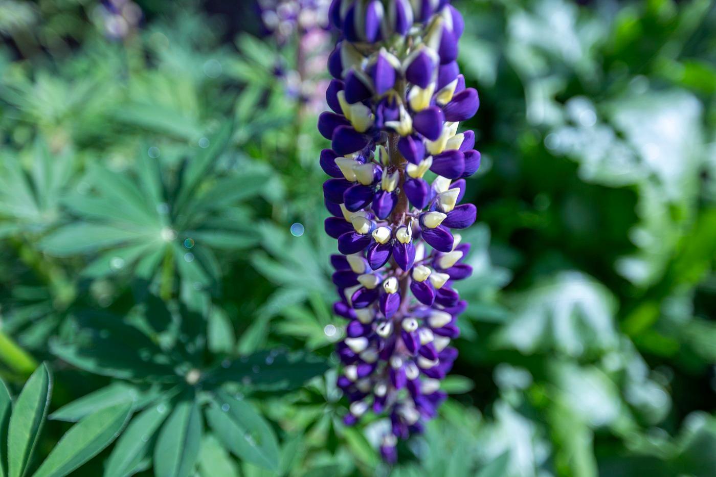 Lupina mnoholistá (Lupinus polyphyllus) alias vlčí bob