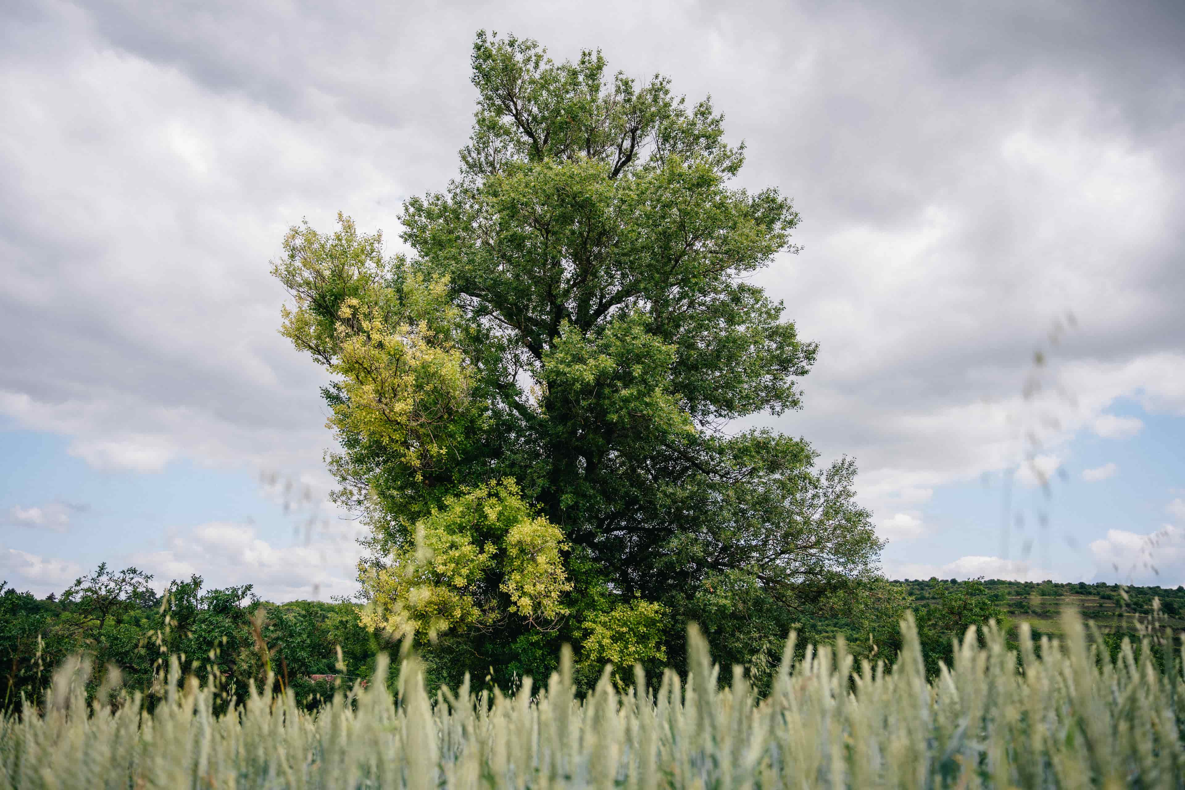 Herbenův topol / Jihomoravský kraj